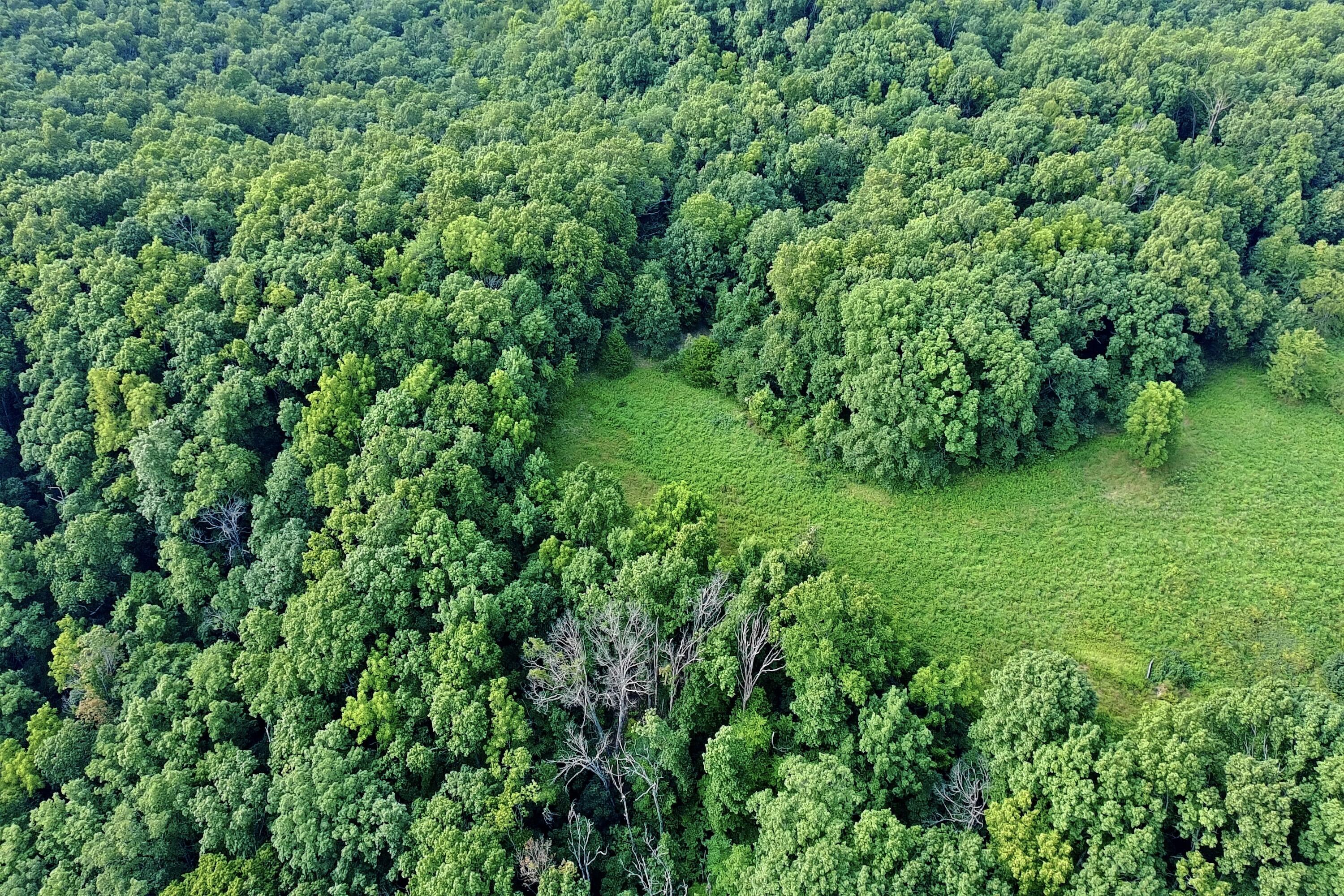 Photo 6 - Land for sale – 000  Red Bridge Rd   Ozark, MO