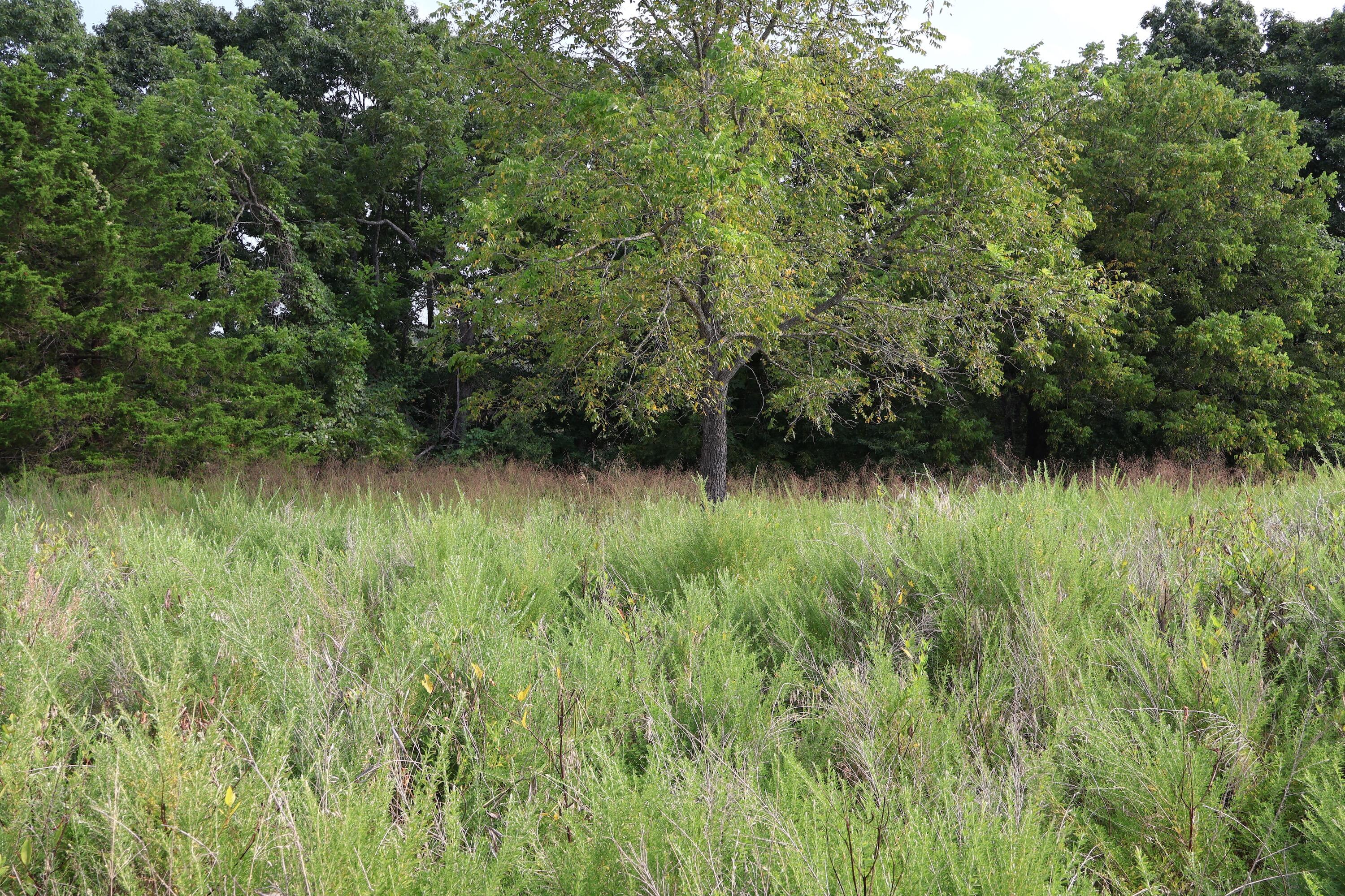 Photo 22 - Land for sale – 000  Red Bridge Rd   Ozark, MO