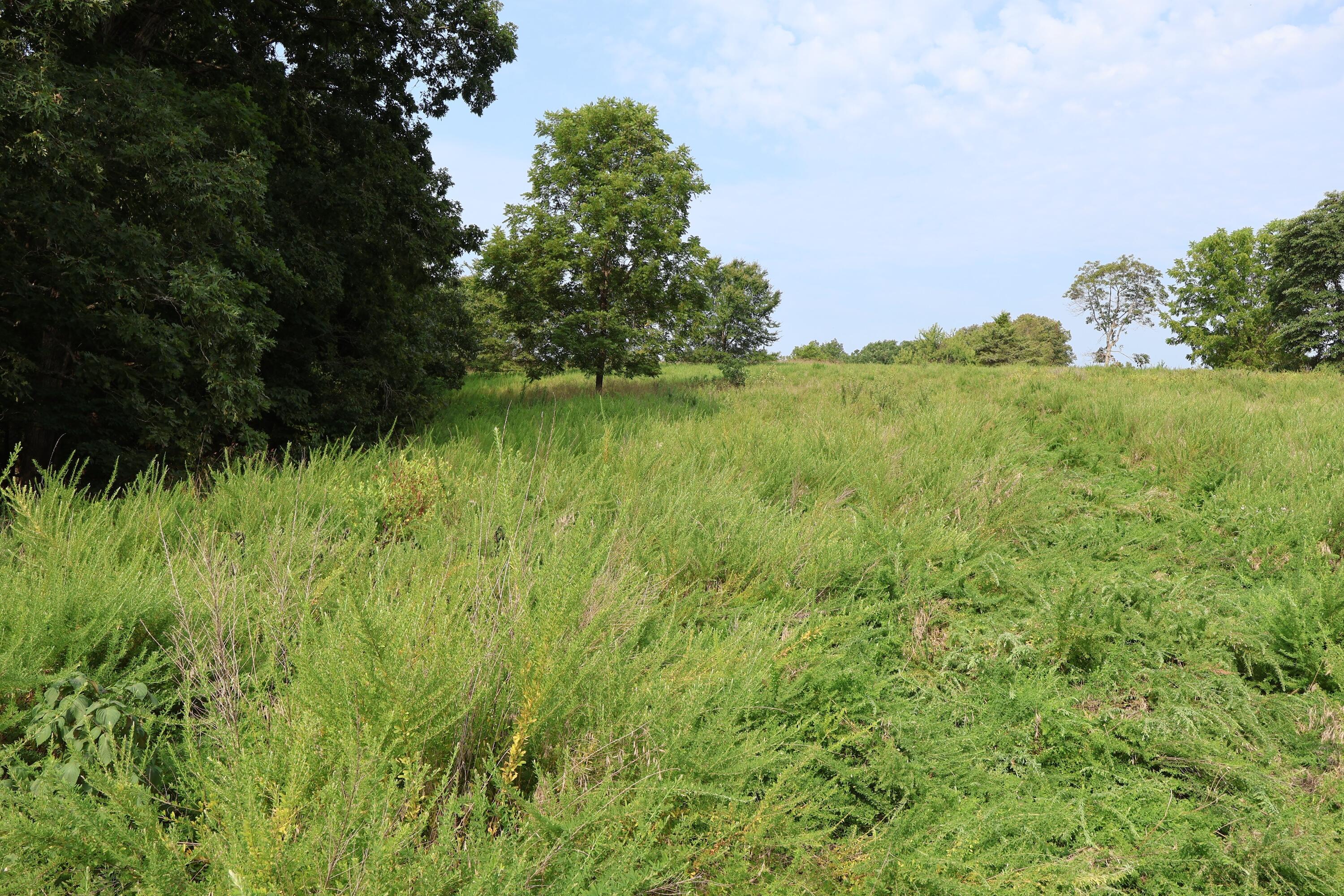 Photo 17 - Land for sale – 000  Red Bridge Rd   Ozark, MO