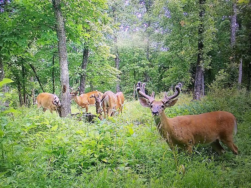 Photo 11 - Land for sale – 10  Power Mill Creek Road Road  Galena, MO