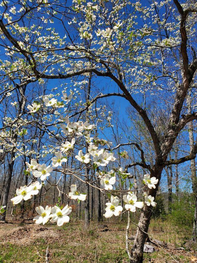 Photo 17 - Land for sale – 10  Power Mill Creek Road Road  Galena, MO