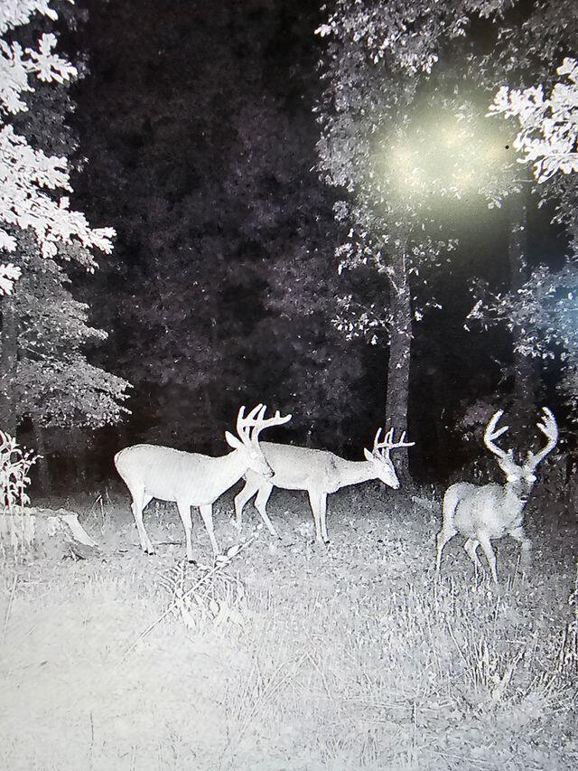 Photo 9 - Land for sale – 10  Power Mill Creek Road Road  Galena, MO