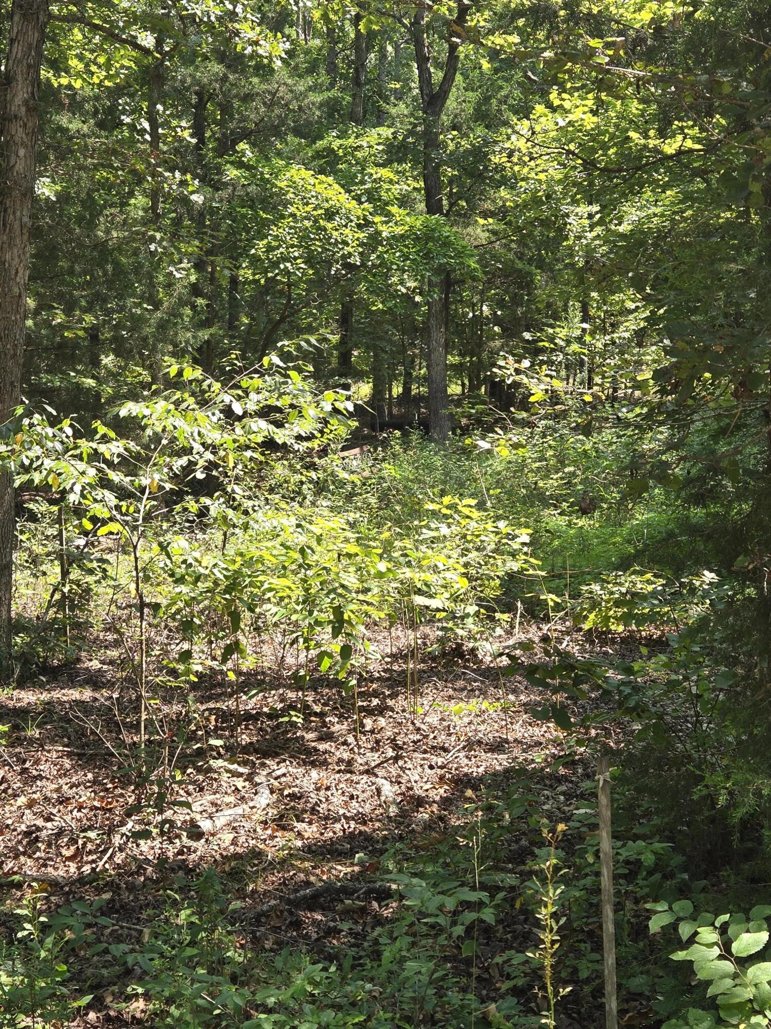 Photo 4 - Land for sale – 0001  County Road 421   Birch Tree, MO