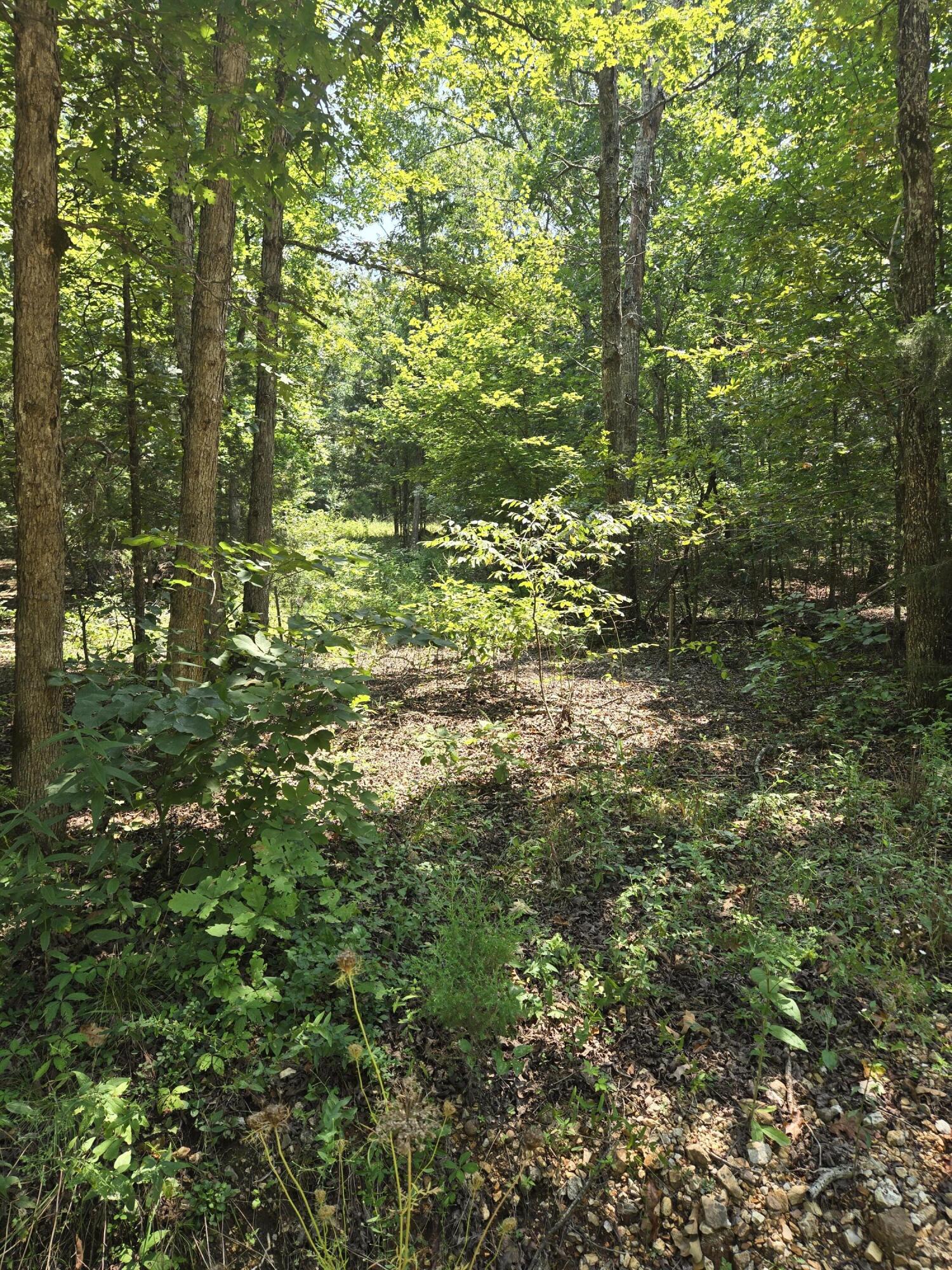 Photo 6 - Land for sale – 0001  County Road 421   Birch Tree, MO