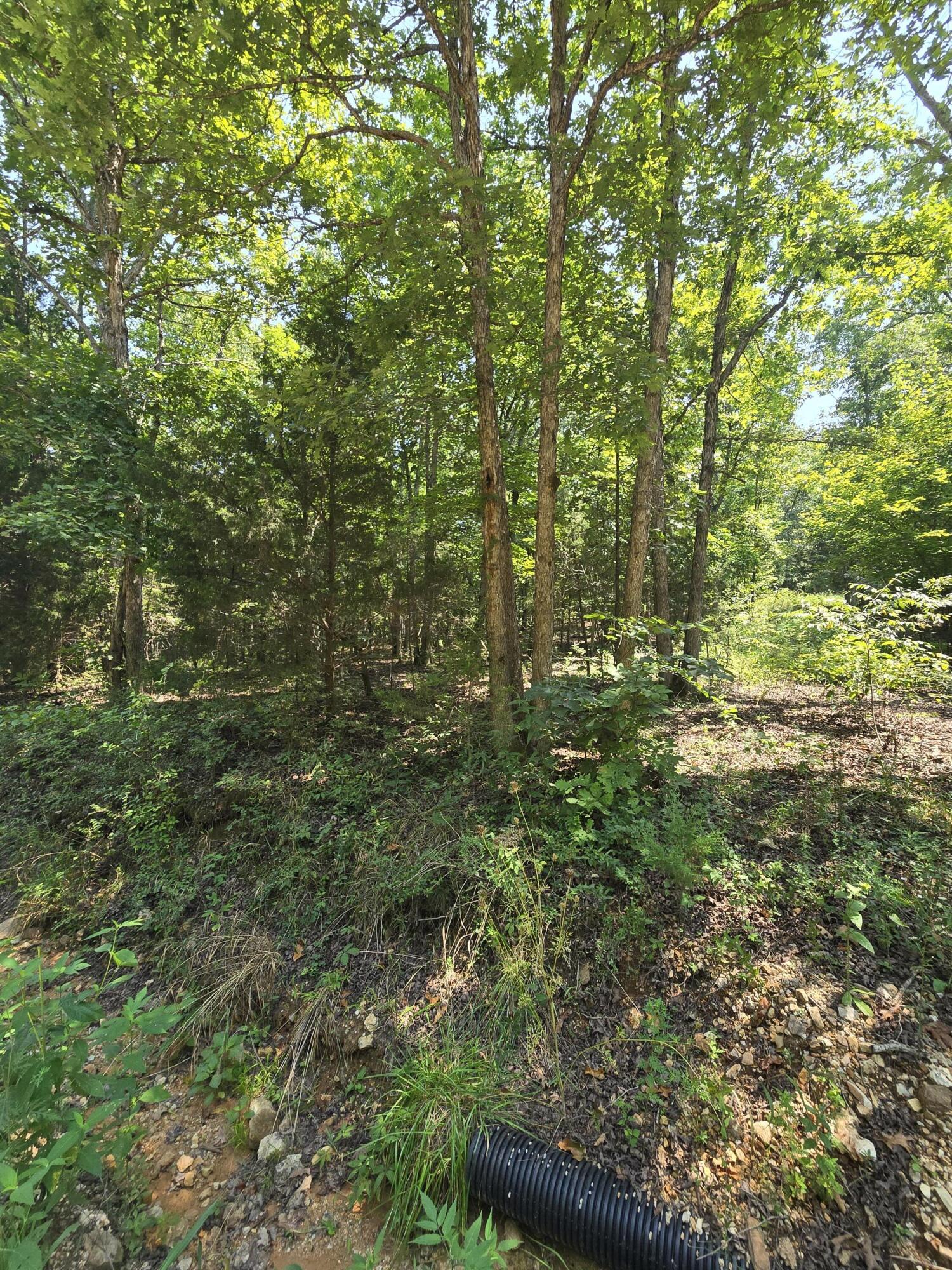 Photo 3 - Land for sale – 0001  County Road 421   Birch Tree, MO