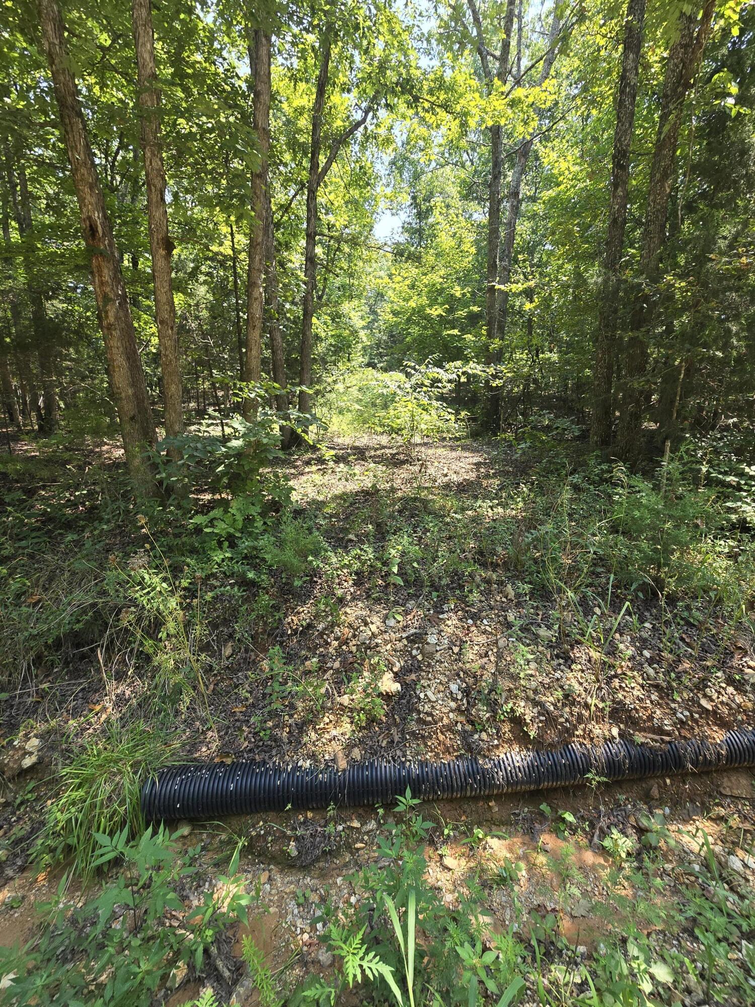Land for sale – 0001  County Road 421   Birch Tree, MO