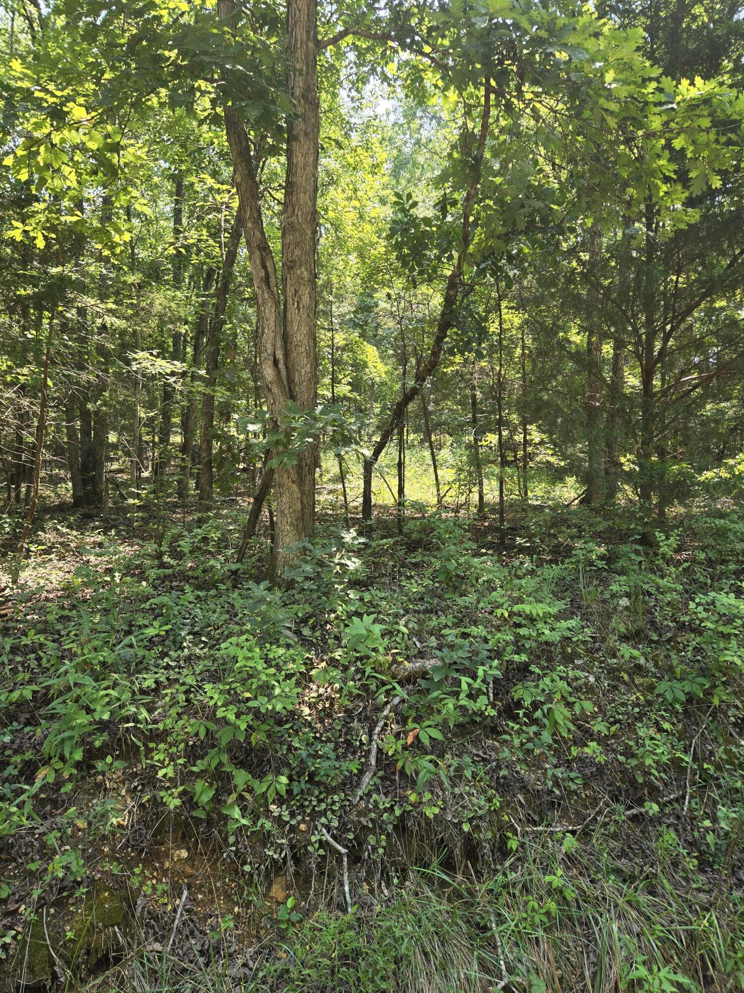 Photo 7 - Land for sale – 0001  County Road 421   Birch Tree, MO
