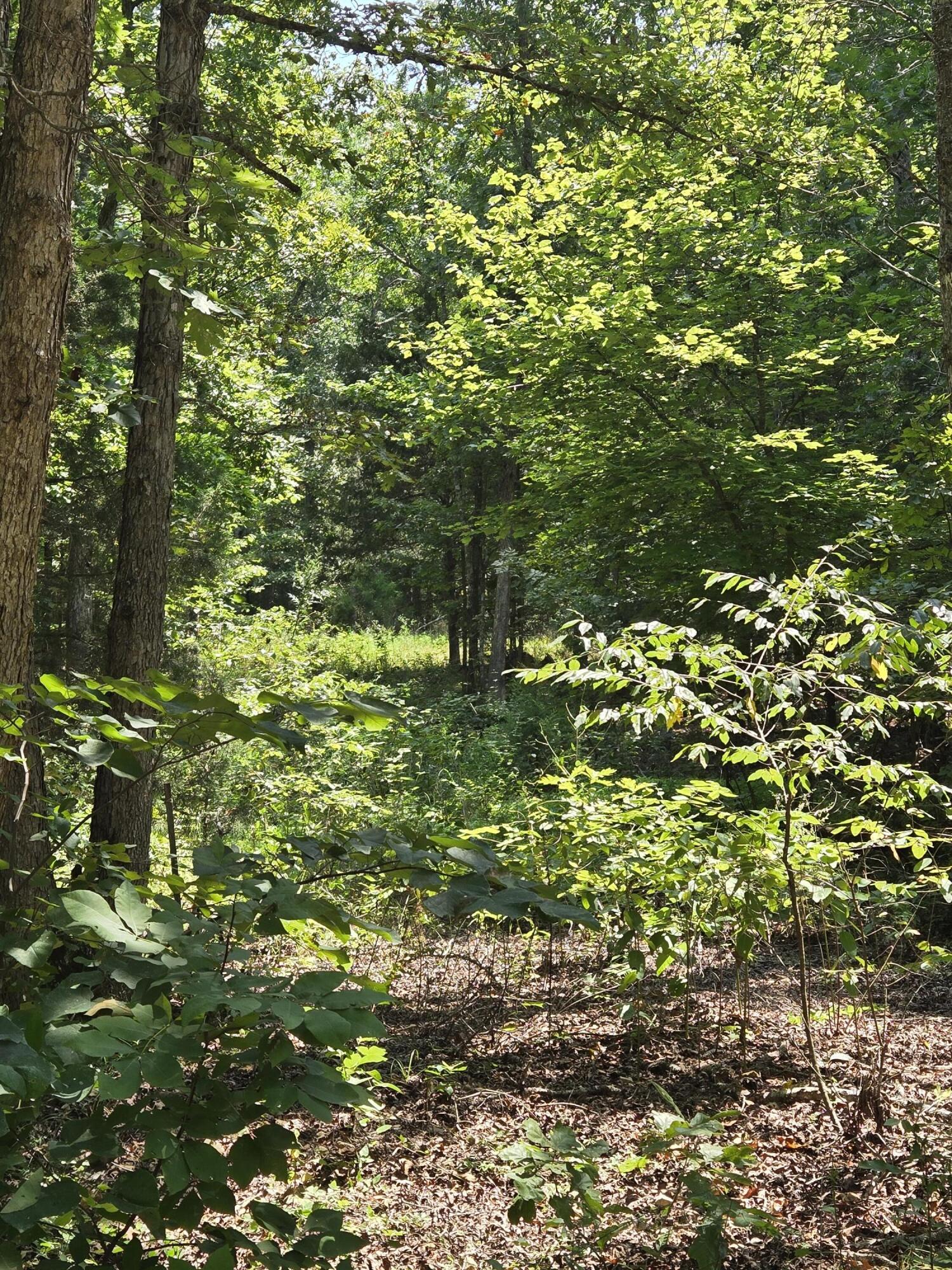 Photo 5 - Land for sale – 0001  County Road 421   Birch Tree, MO