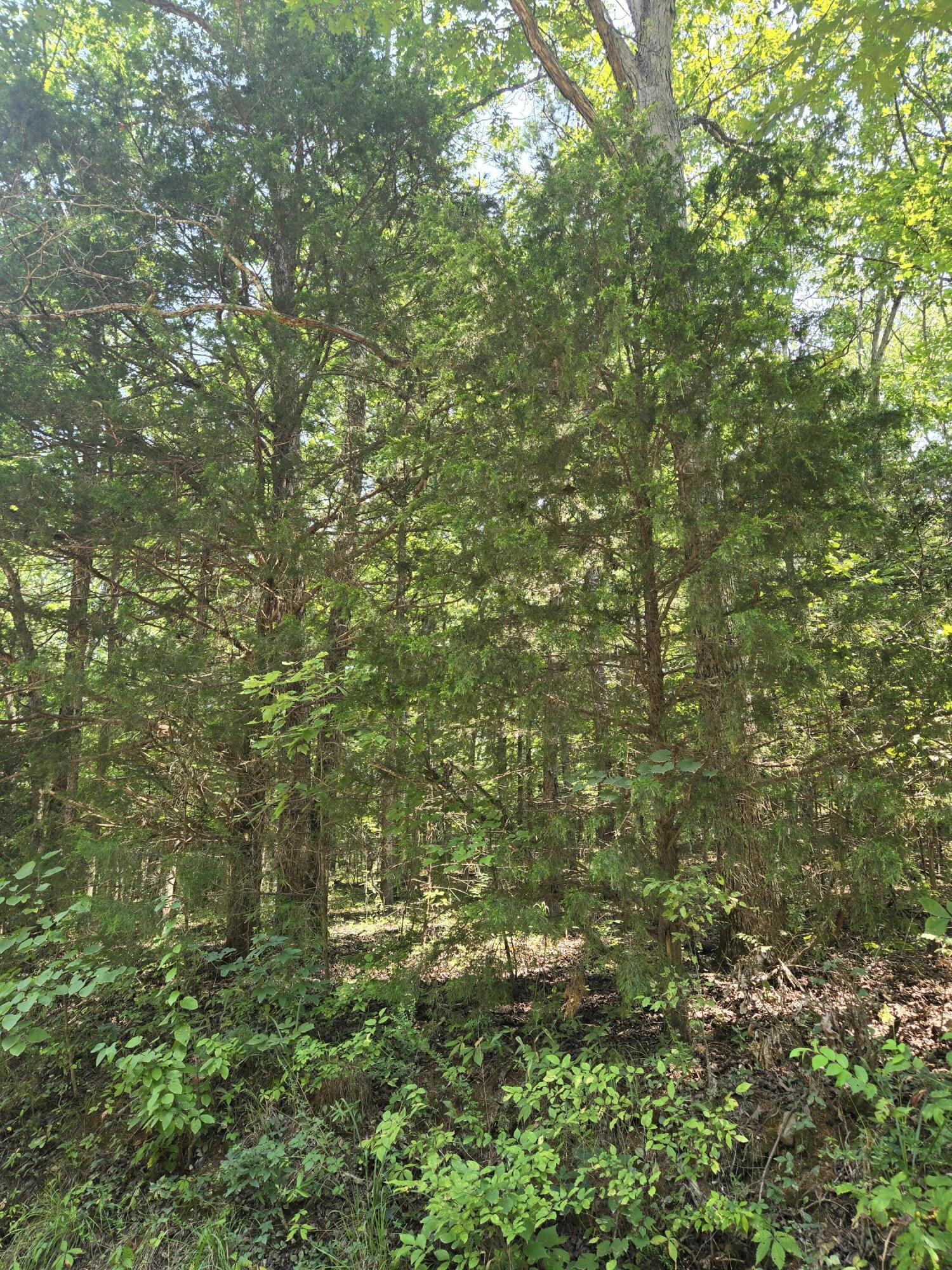 Photo 8 - Land for sale – 0001  County Road 421   Birch Tree, MO
