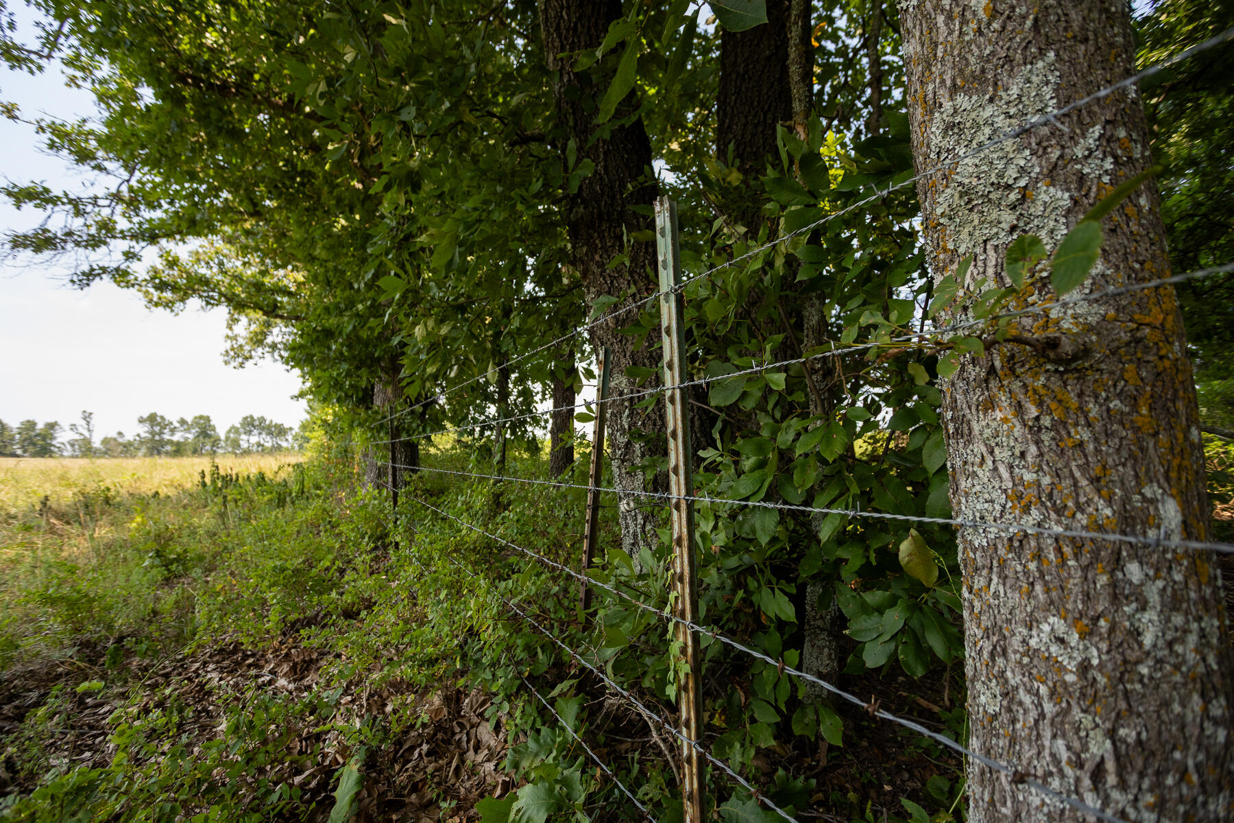 Photo 20 - Land for sale – 000  County Road 425   Ava, MO