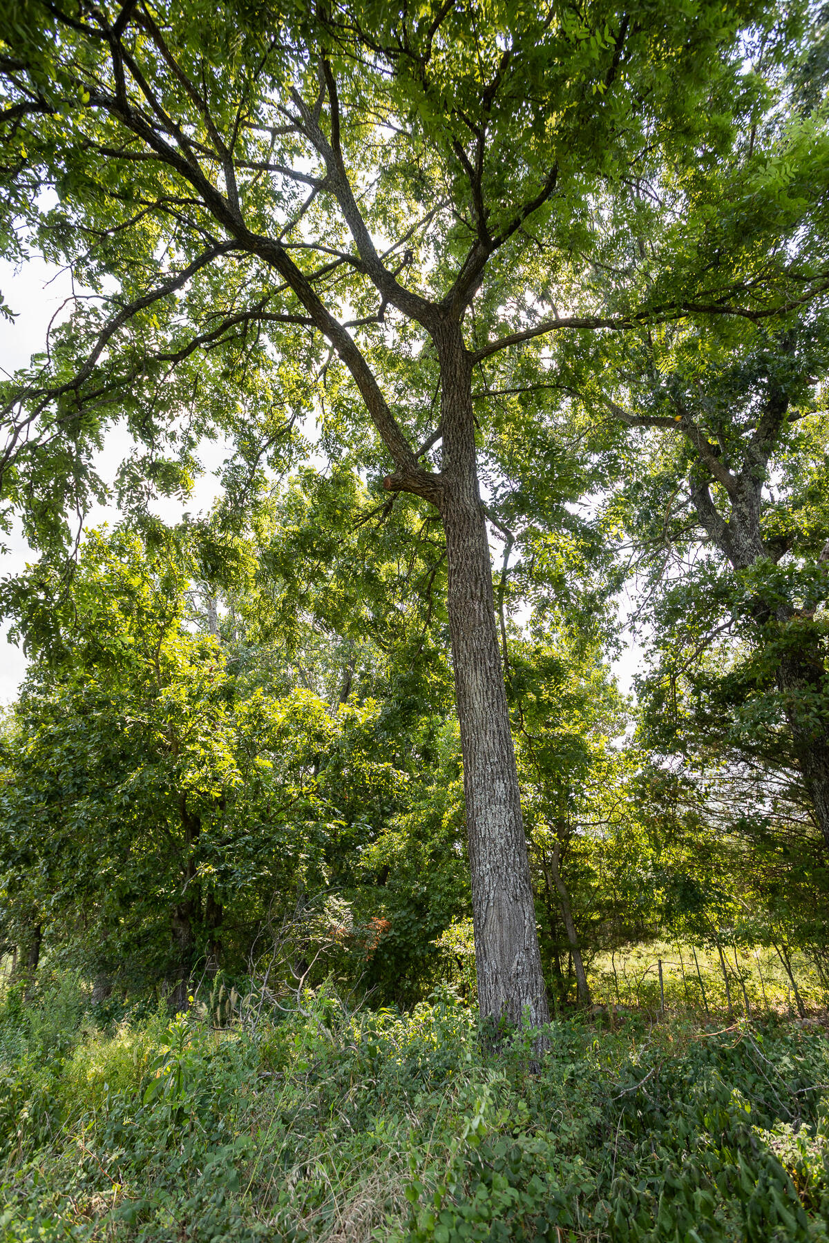 Photo 29 - Land for sale – 000  County Road 425   Ava, MO