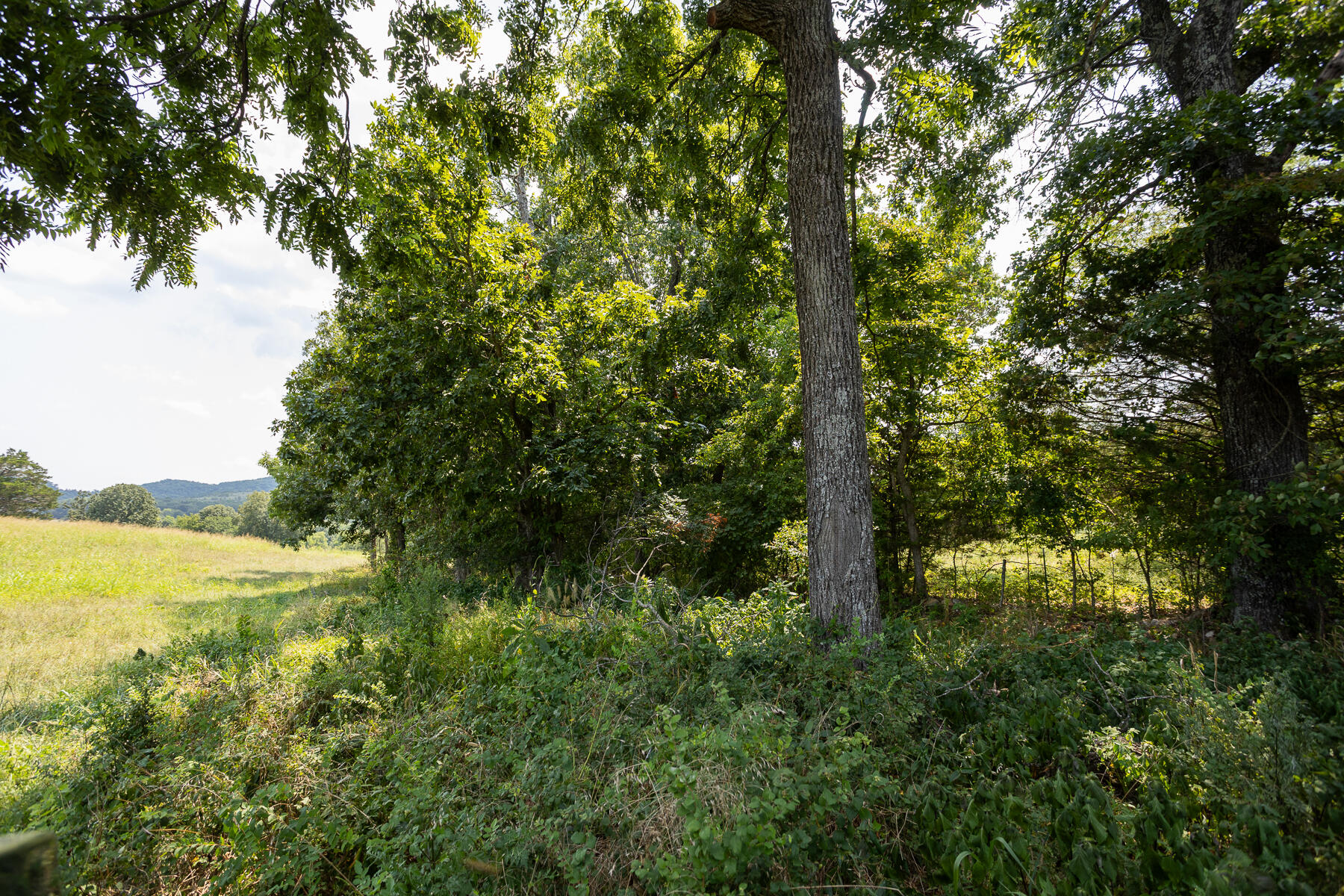 Photo 30 - Land for sale – 000  County Road 425   Ava, MO