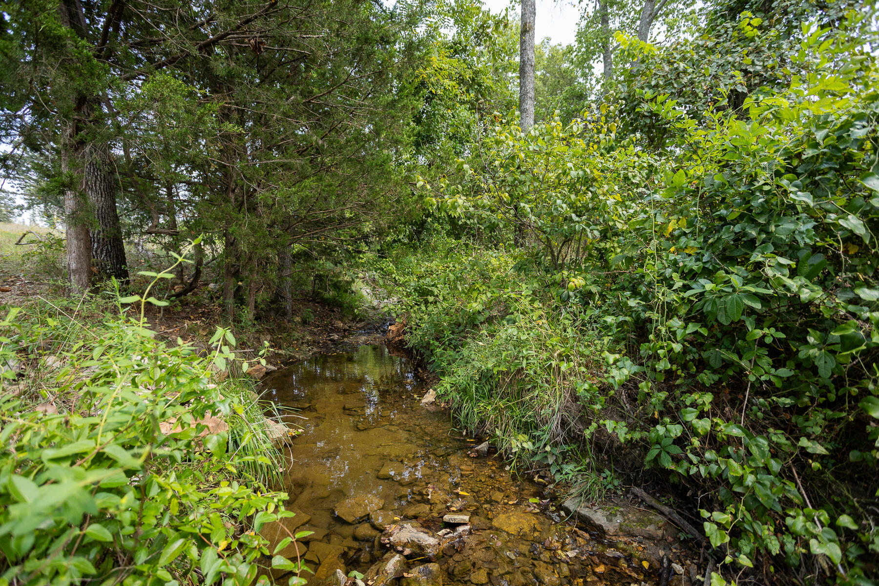 Photo 33 - Land for sale – 000  County Road 425   Ava, MO