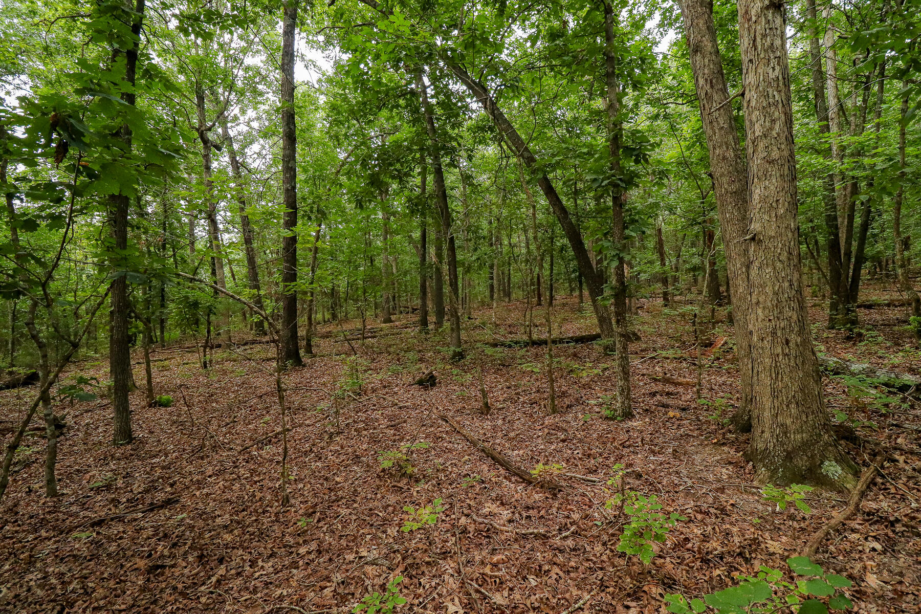Photo 53 - Land for sale – 000  County Road 1220   Mt Vernon, MO