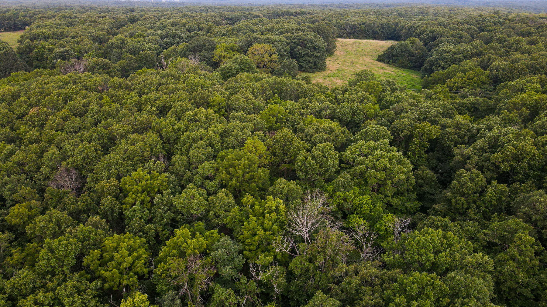 Photo 22 - Land for sale – 000  County Road 1220   Mt Vernon, MO
