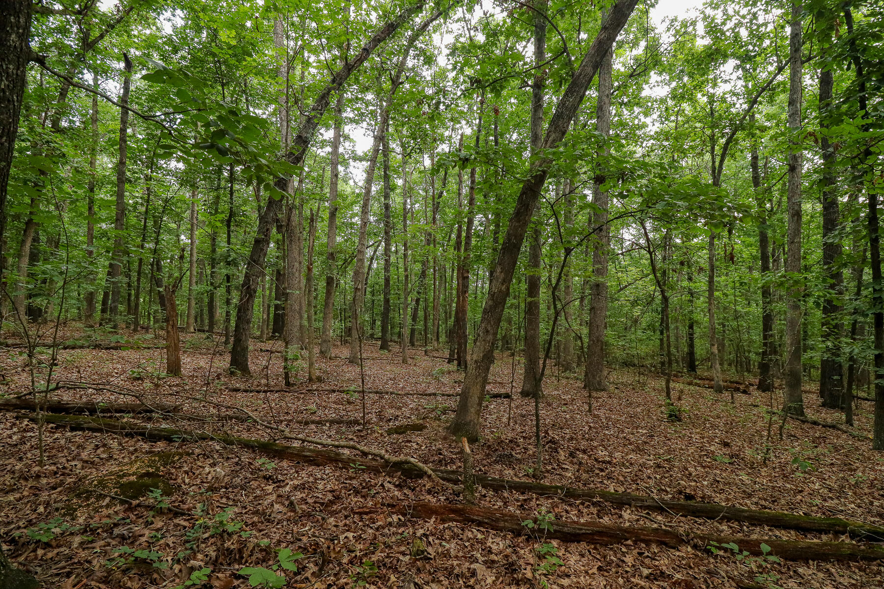 Photo 52 - Land for sale – 000  County Road 1220   Mt Vernon, MO