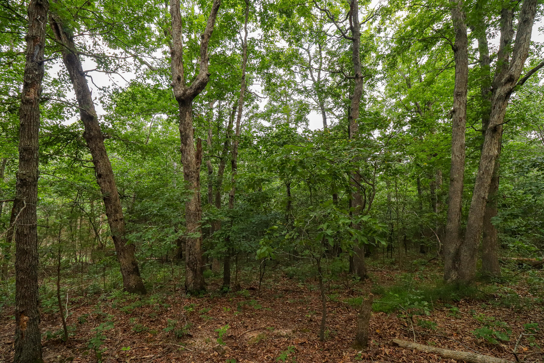 Photo 43 - Land for sale – 000  County Road 1220   Mt Vernon, MO