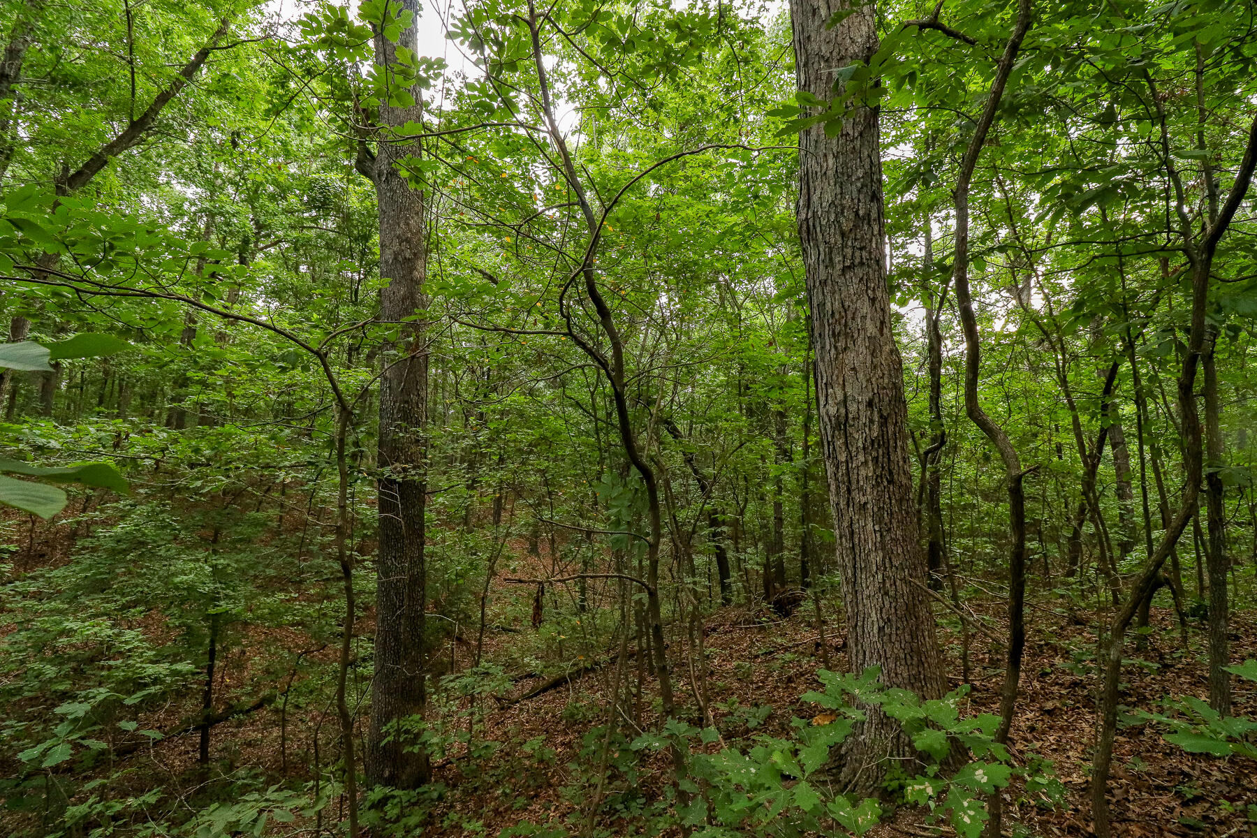 Photo 49 - Land for sale – 000  County Road 1220   Mt Vernon, MO