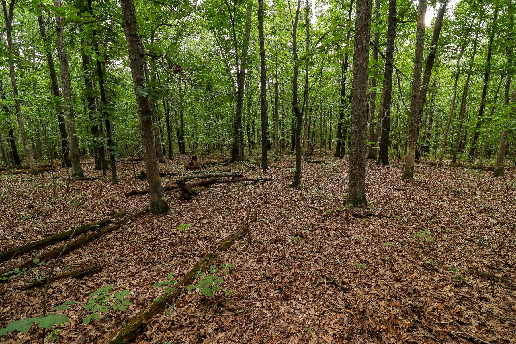 Photo 51 - Land for sale – 000  County Road 1220   Mt Vernon, MO