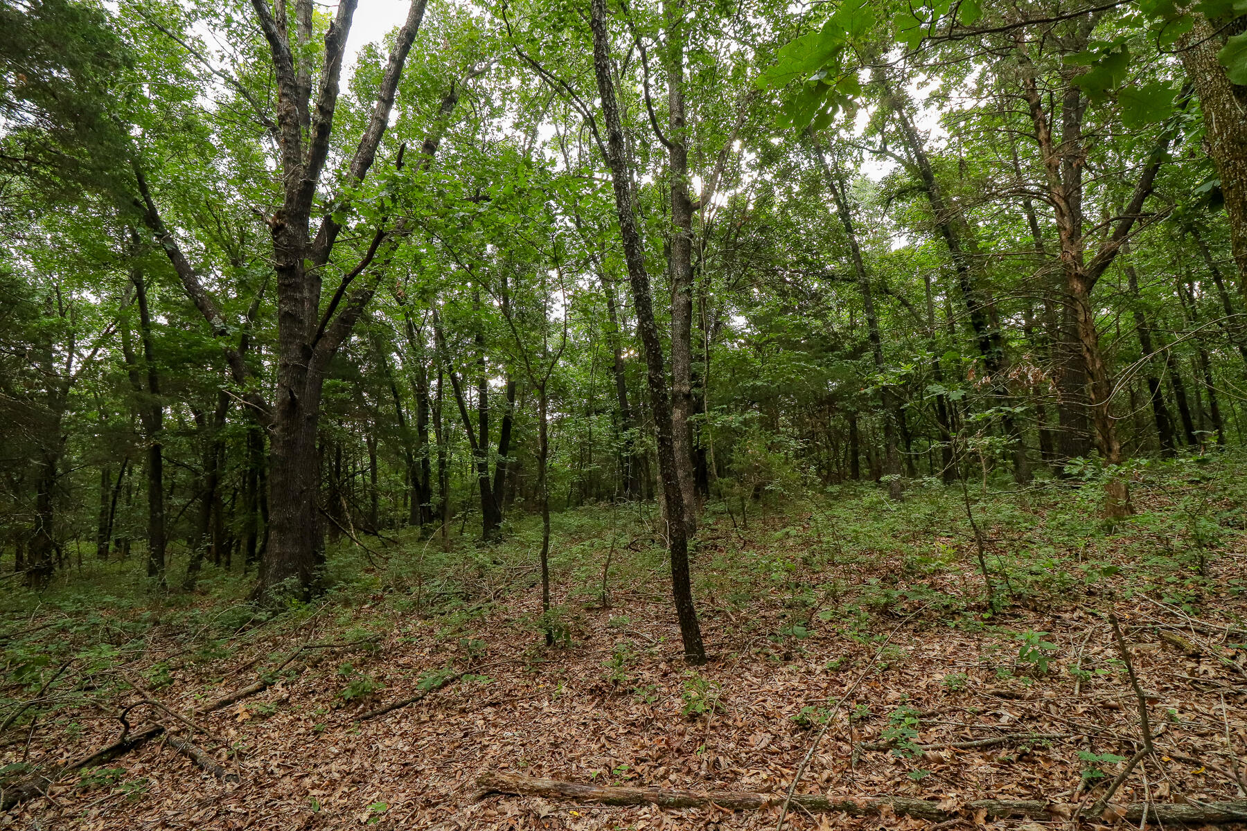 Photo 44 - Land for sale – 000  County Road 1220   Mt Vernon, MO
