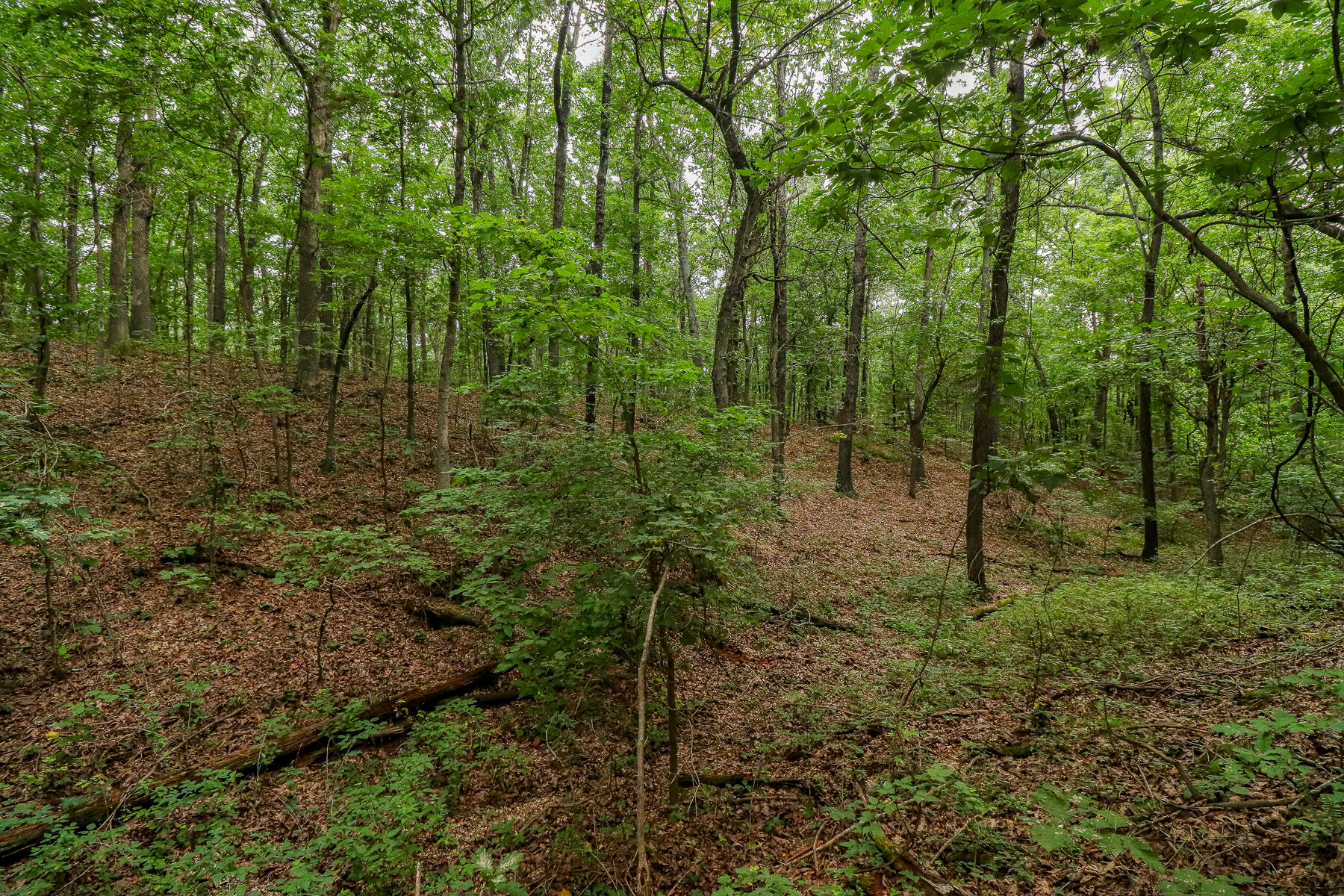 Photo 50 - Land for sale – 000  County Road 1220   Mt Vernon, MO