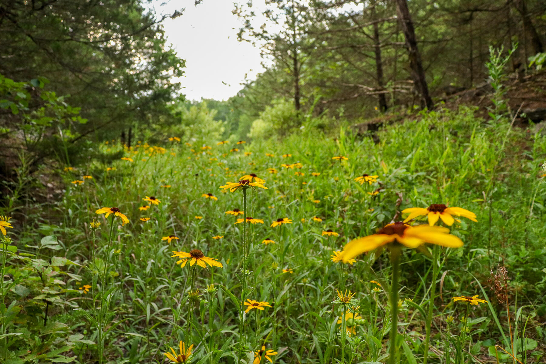 Photo 38 - Land for sale – 000  County Road 1220   Mt Vernon, MO