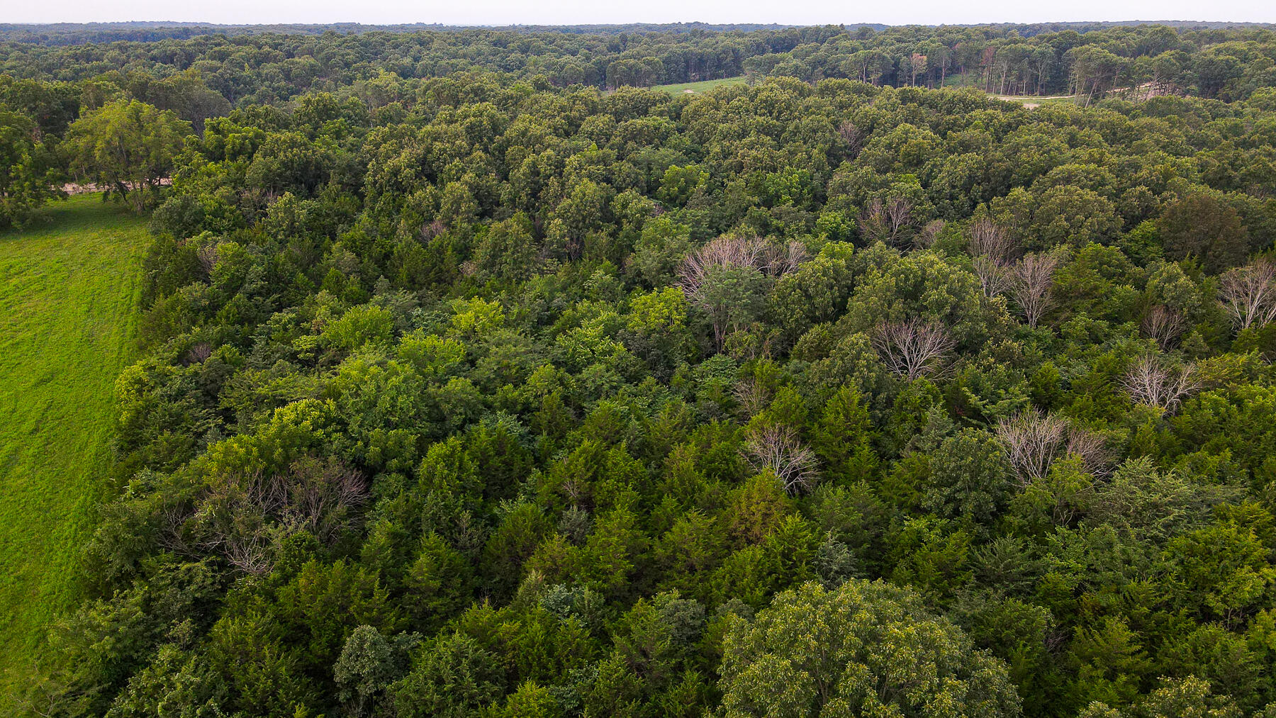 Photo 10 - Land for sale – 000  County Road 1220   Mt Vernon, MO
