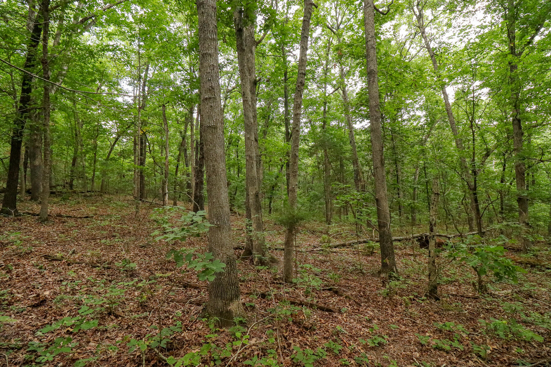 Photo 46 - Land for sale – 000  County Road 1220   Mt Vernon, MO