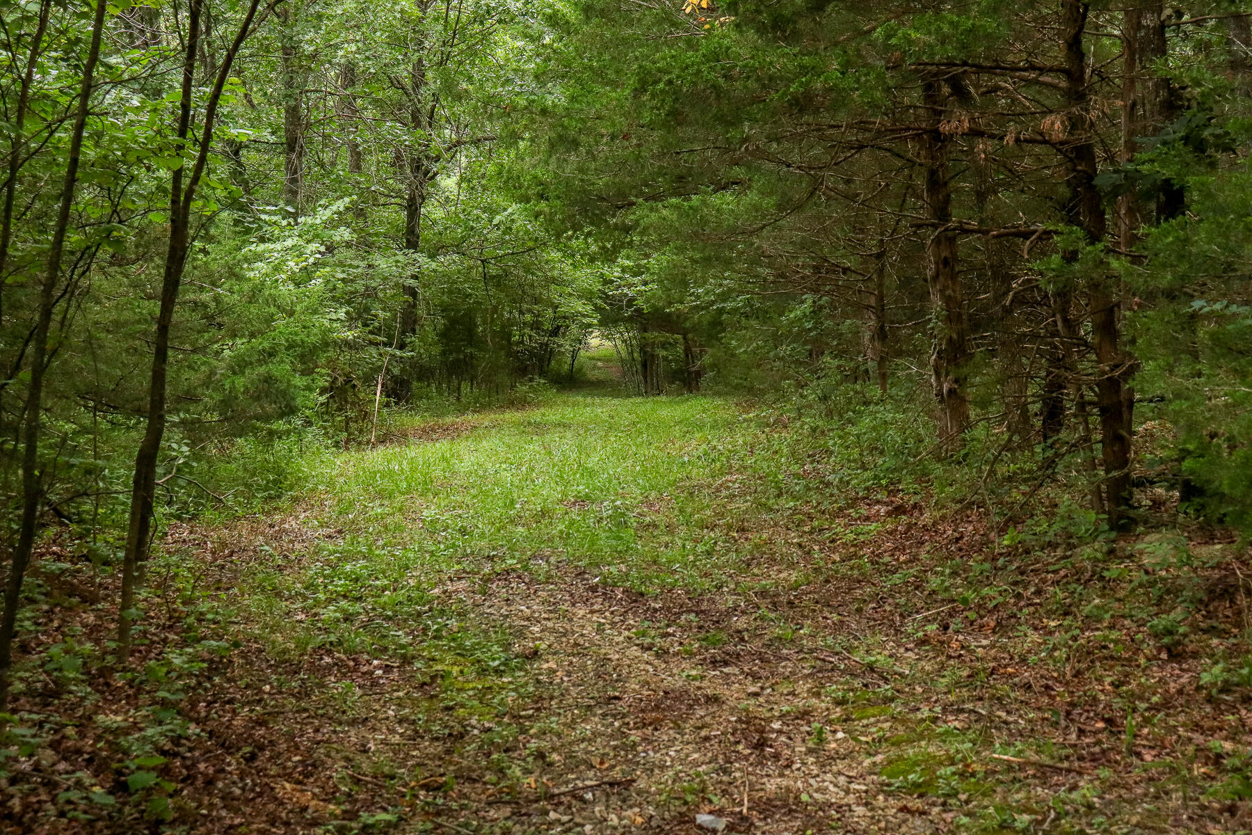 Photo 37 - Land for sale – 000  County Road 1220   Mt Vernon, MO