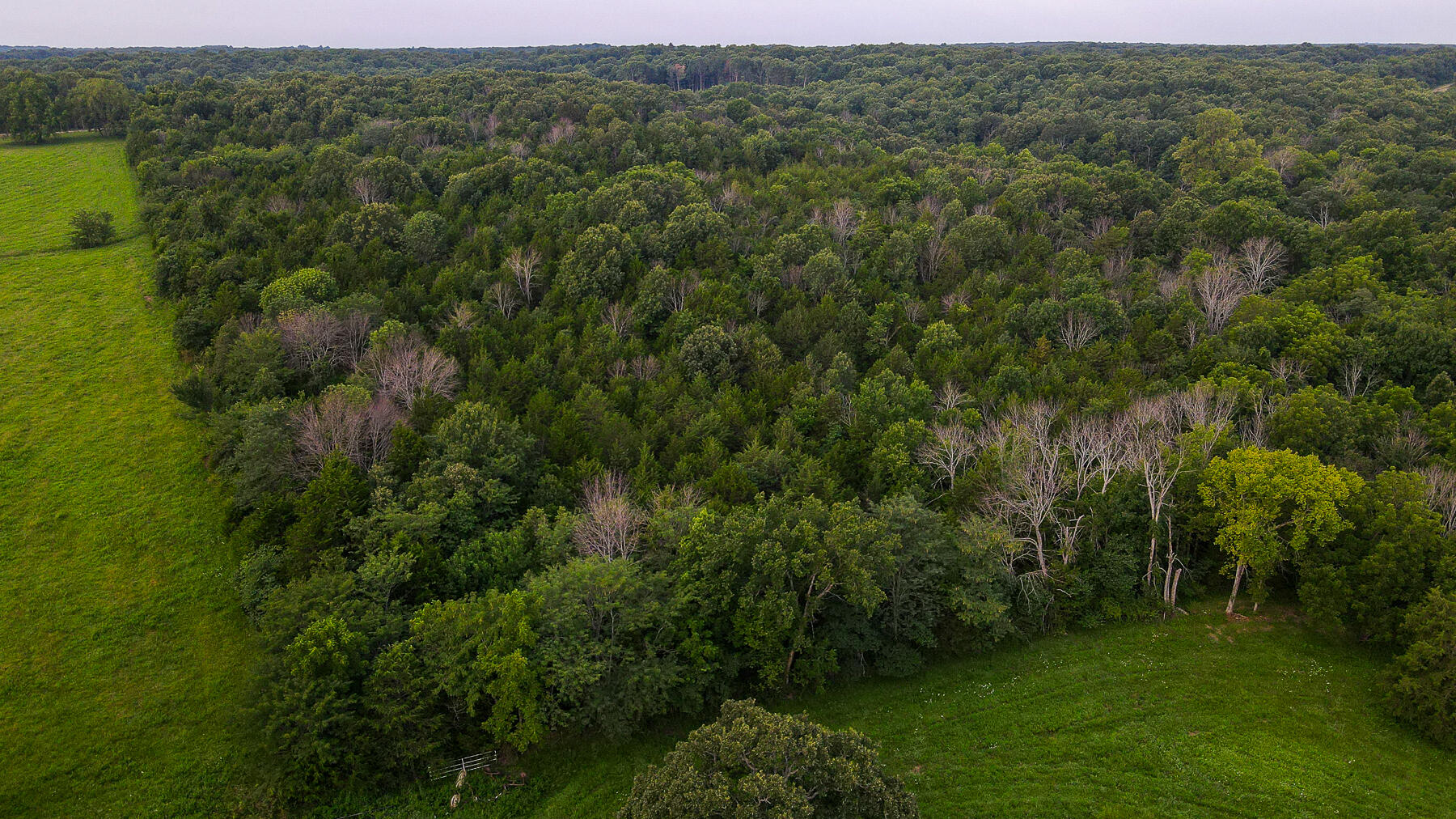Photo 11 - Land for sale – 000  County Road 1220   Mt Vernon, MO