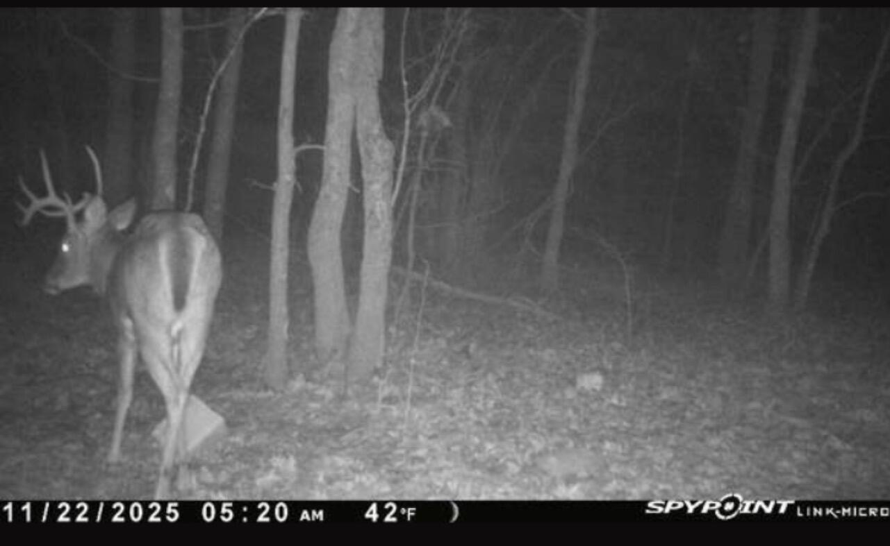 Photo 18 - Land for sale – 517  County Road 171   Greenfield, MO