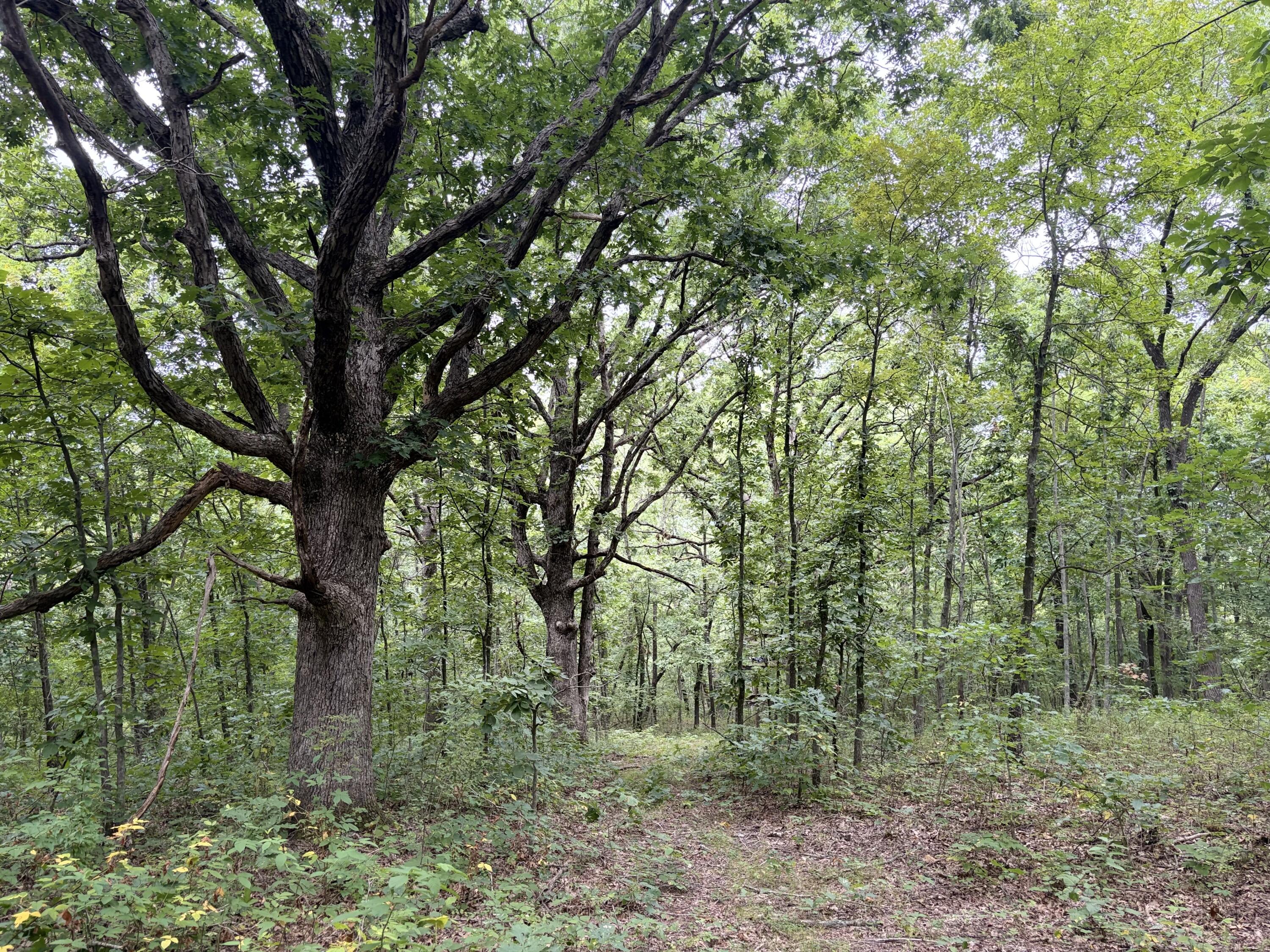 Photo 21 - Land for sale – 517  County Road 171   Greenfield, MO