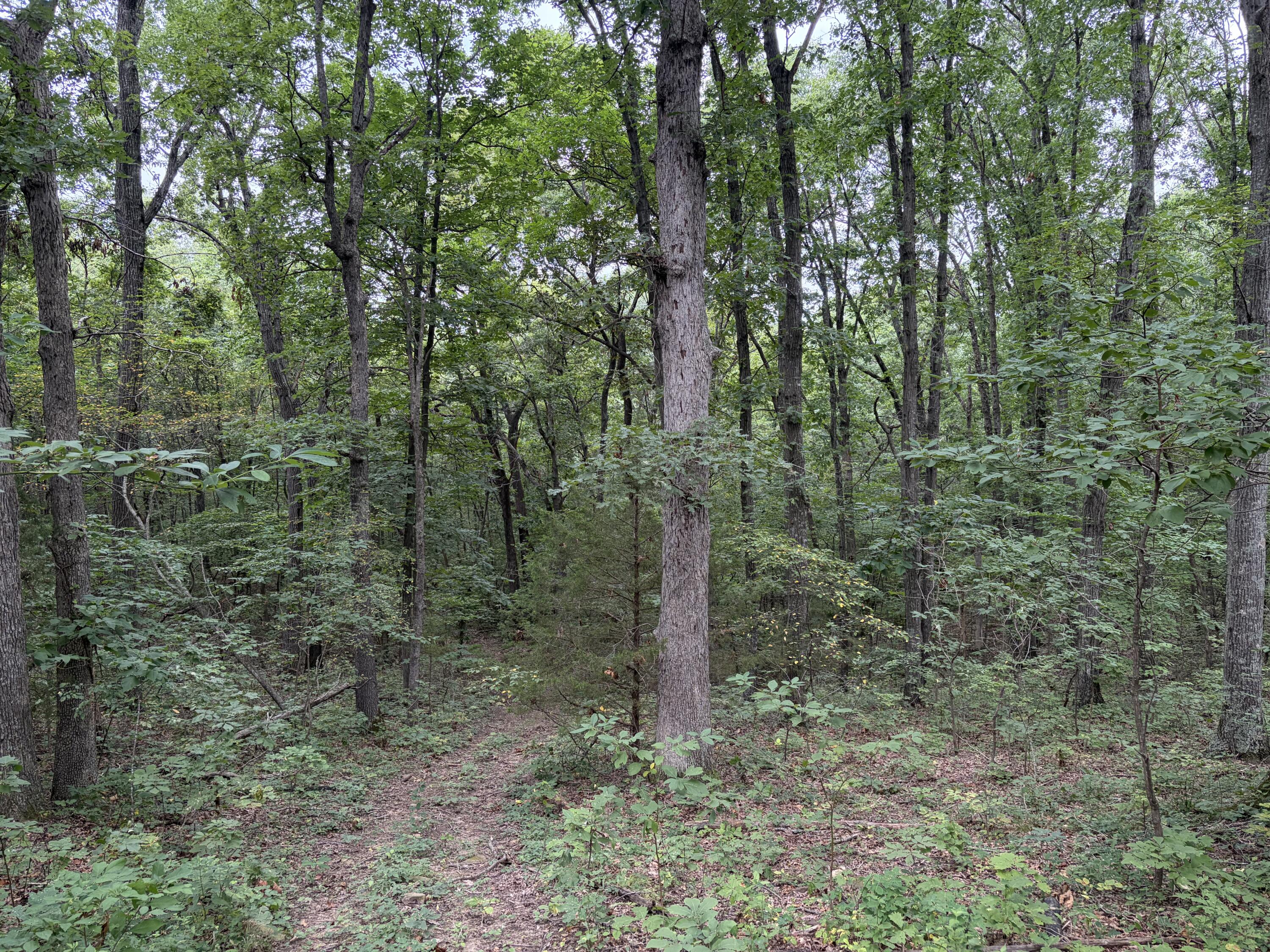 Photo 20 - Land for sale – 517  County Road 171   Greenfield, MO