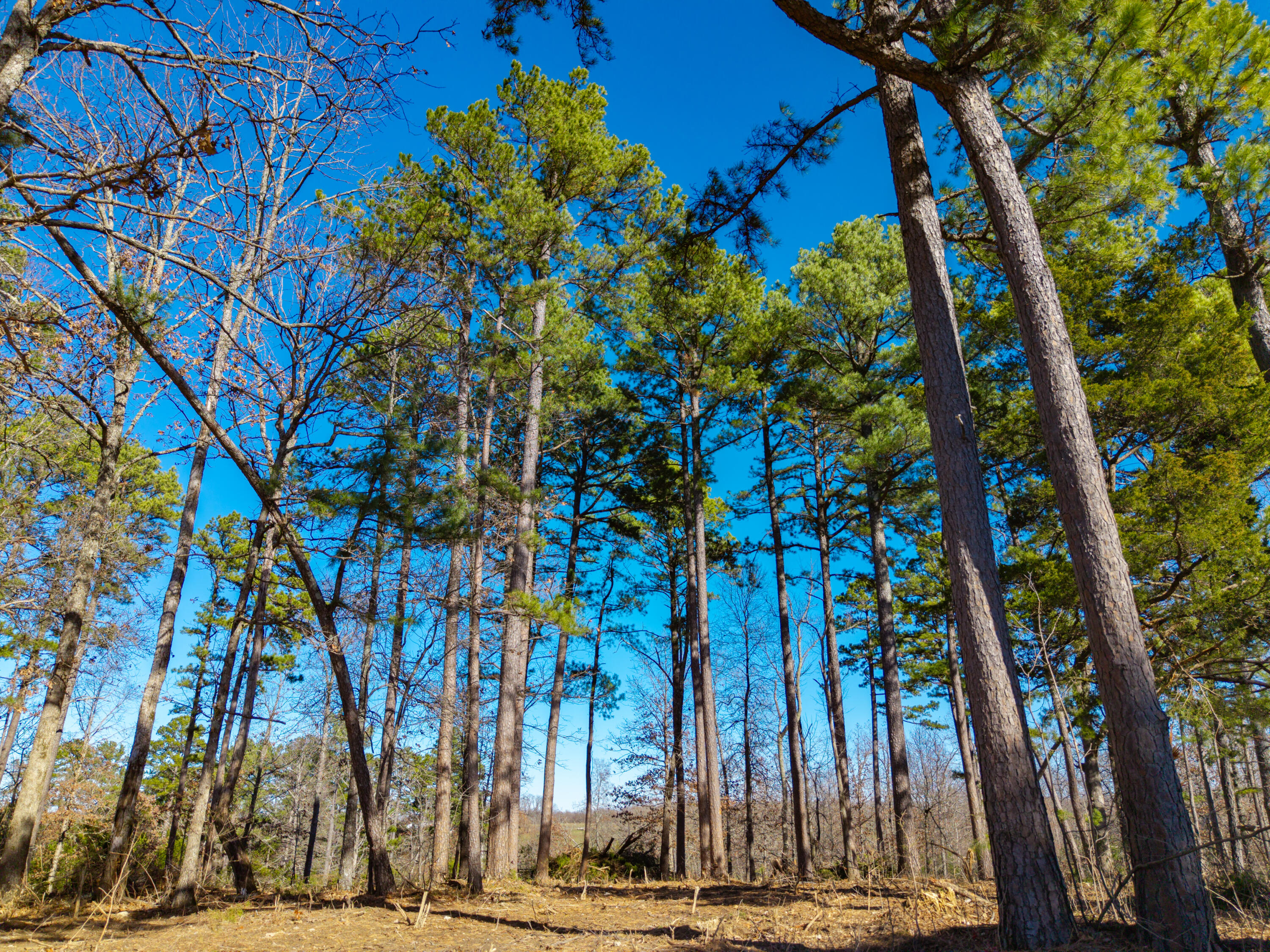 Photo 4 - Land for sale – Lot 3  Malberg Road  Cabool, MO
