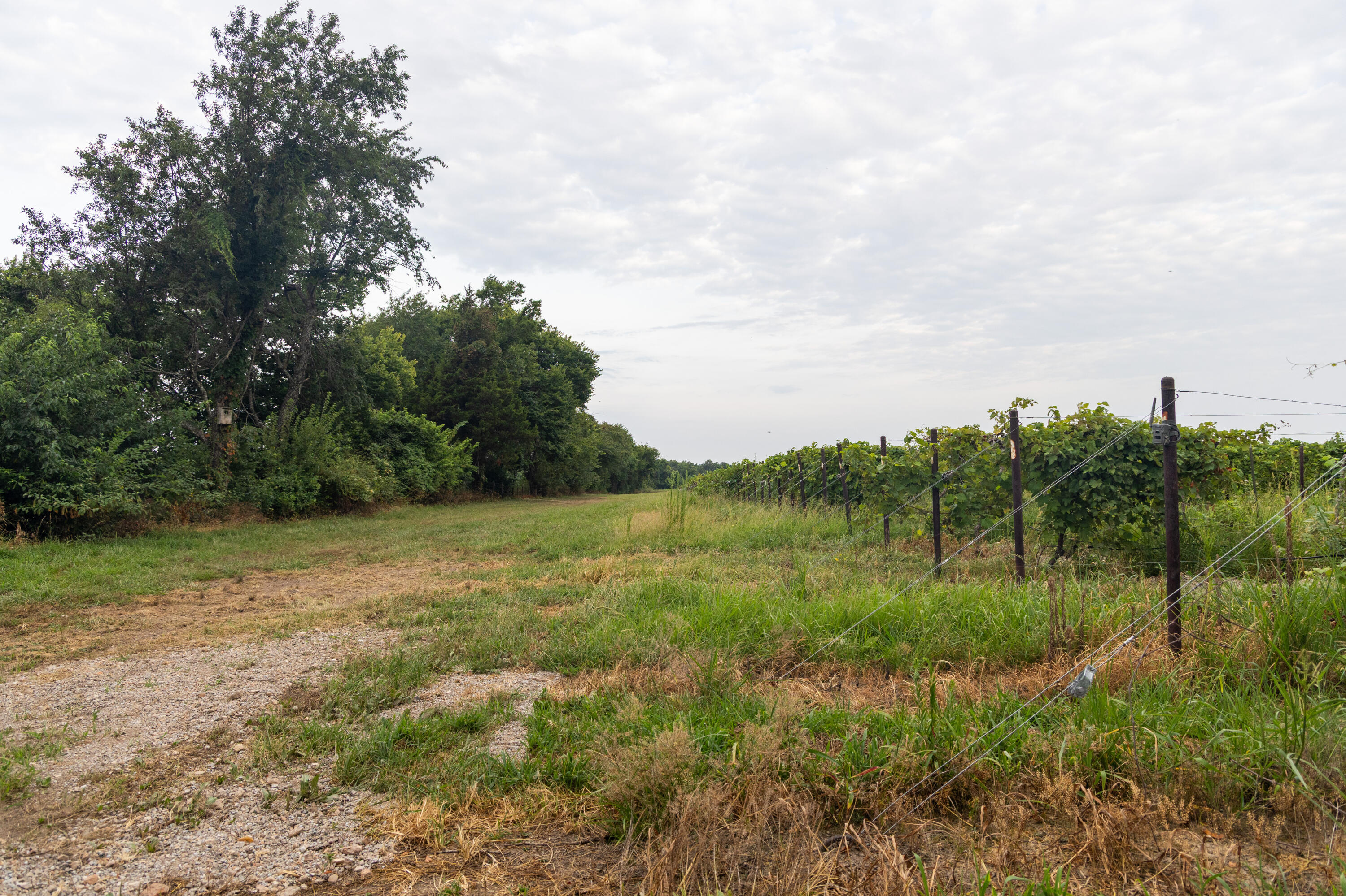 Photo 69 - Farm for sale – 10559  Lawrence 2160   Mt Vernon, MO