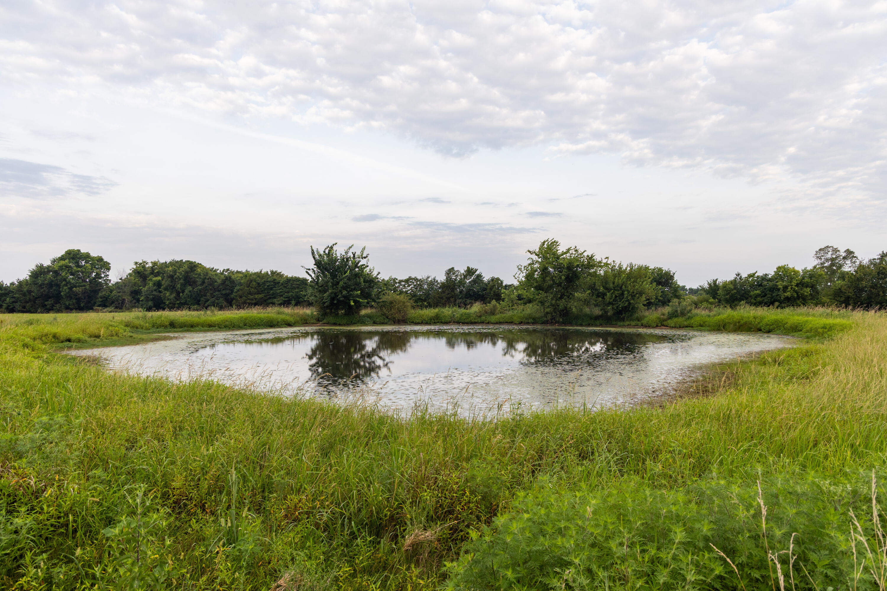 Photo 71 - Farm for sale – 10559  Lawrence 2160   Mt Vernon, MO