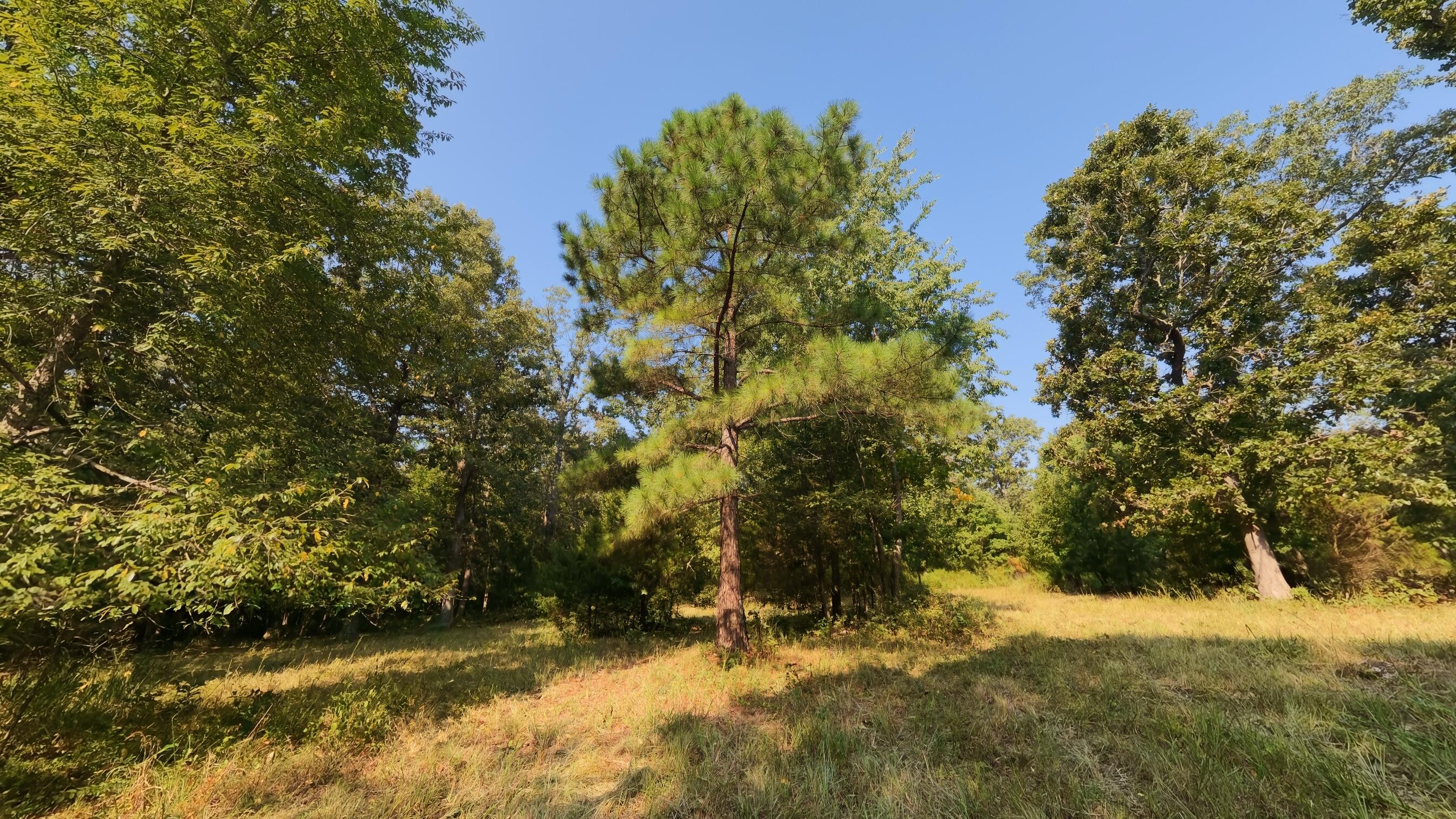 Photo 22 - Land for sale – 000  Highway 62/412   Highland, AR