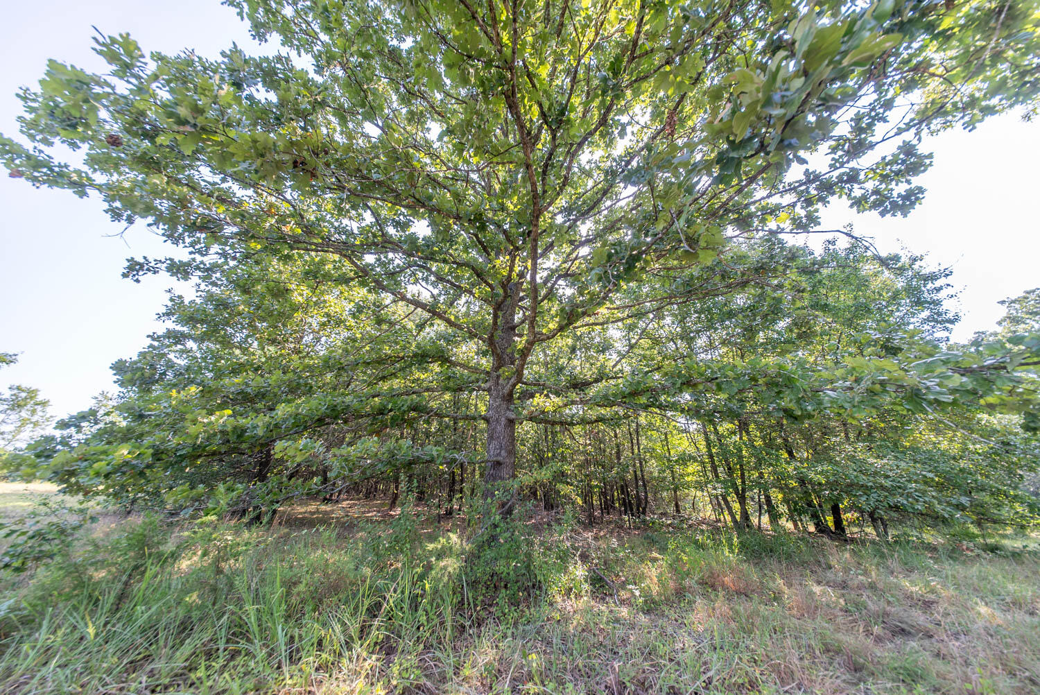 Photo 23 - Land for sale – 000  Highway 62/412   Highland, AR