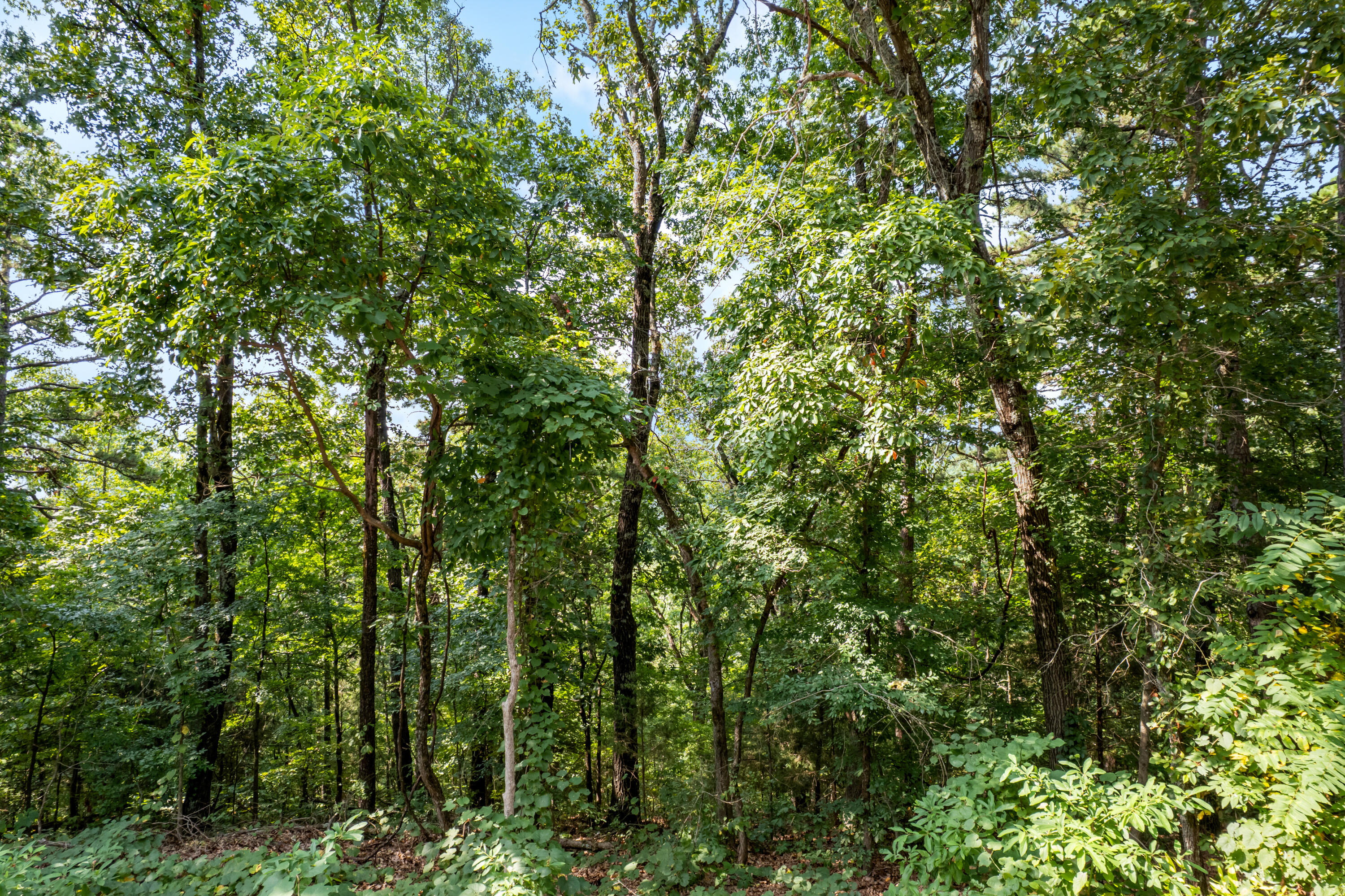 Photo 30 - Land for sale – 000  Pine Top Road  Hollister, MO