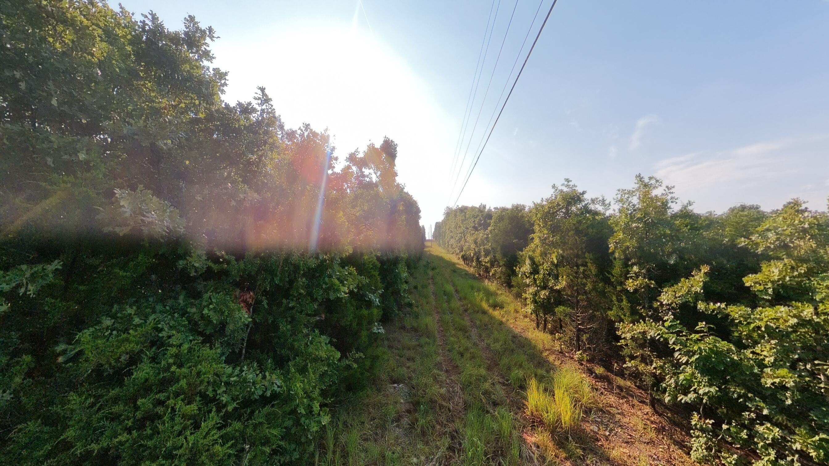 Photo 17 - Land for sale – 000 E County Road 646   Theodosia, MO