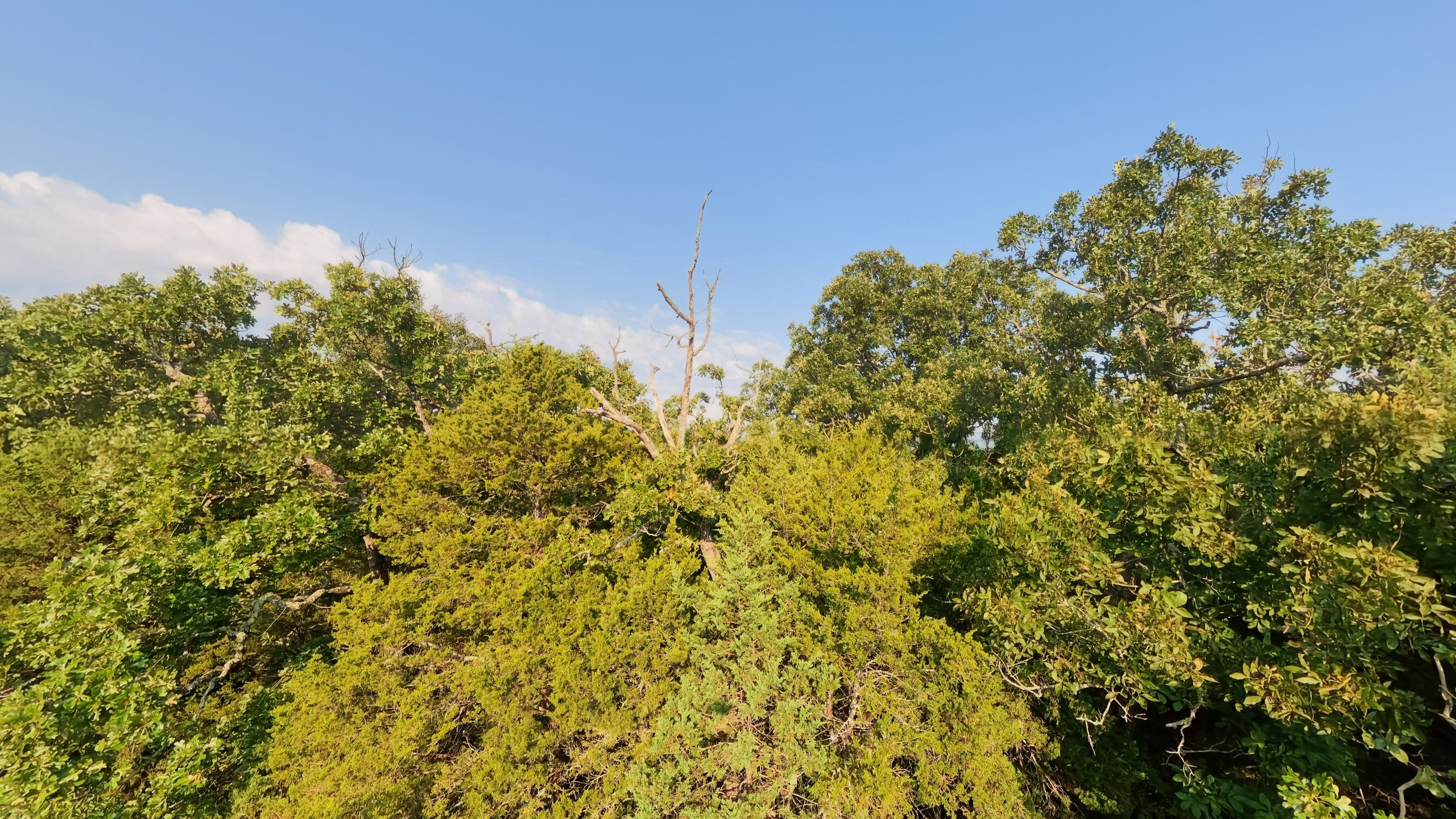 Photo 31 - Land for sale – 000 E County Road 646   Theodosia, MO