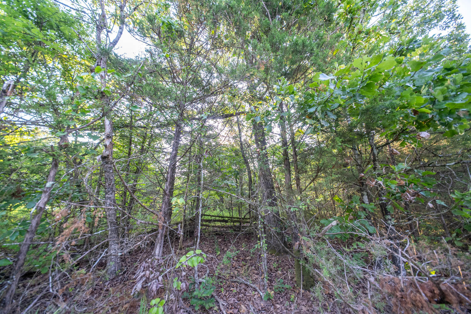 Photo 39 - Land for sale – 000 E County Road 646   Theodosia, MO