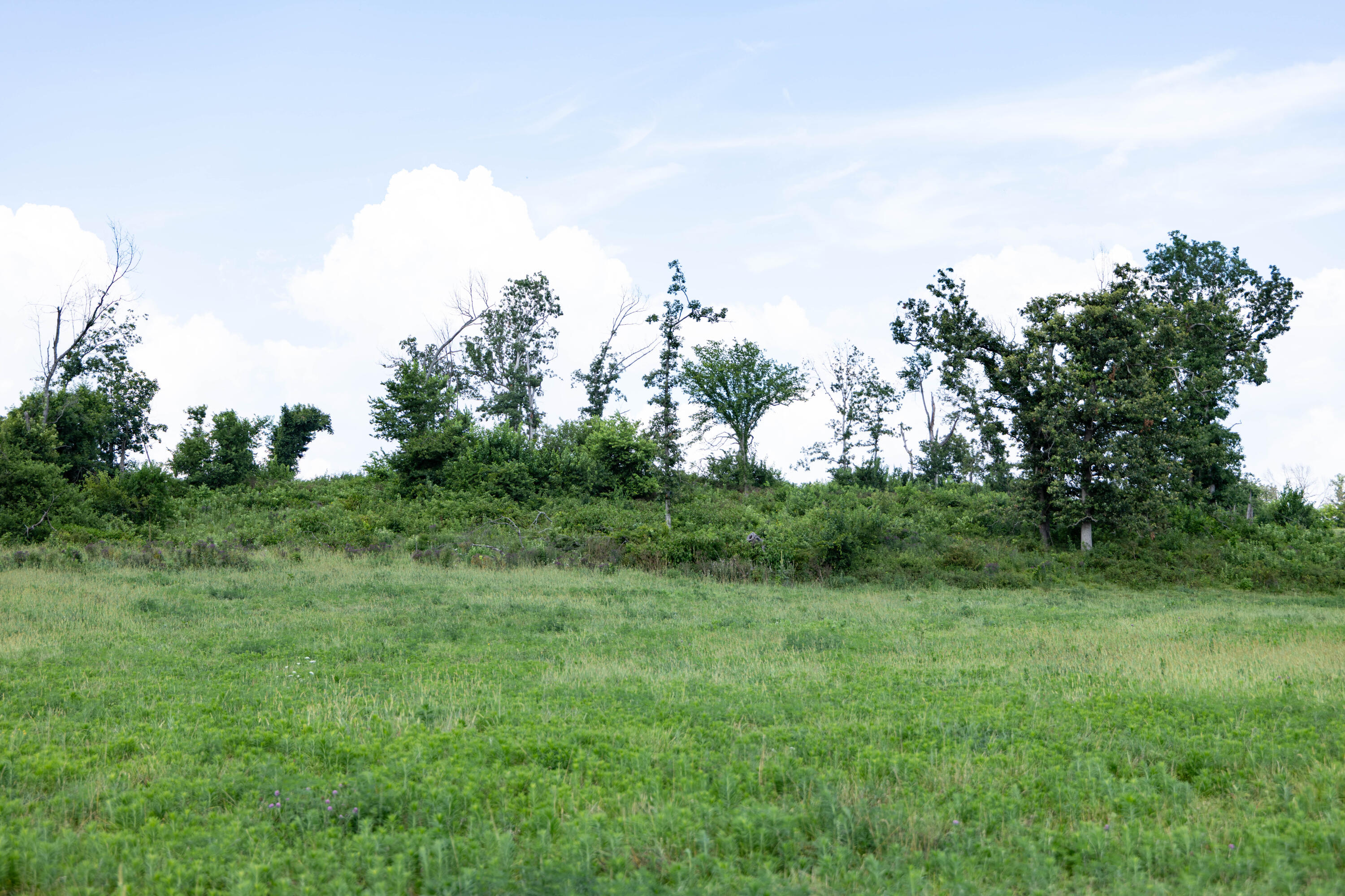 Photo 26 - Land for sale – 16406  Lawrence 2240   Verona, MO