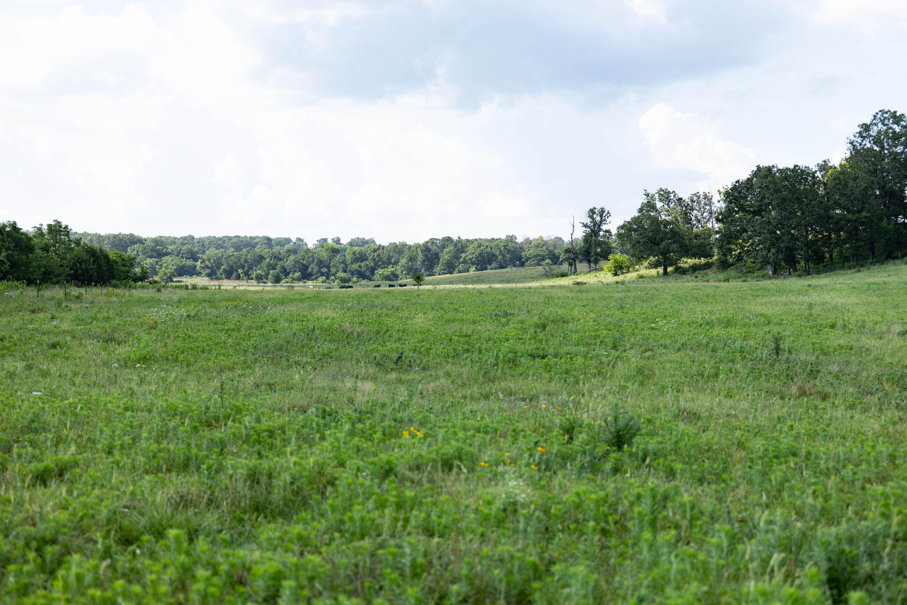 Photo 18 - Land for sale – 16406  Lawrence 2240   Verona, MO