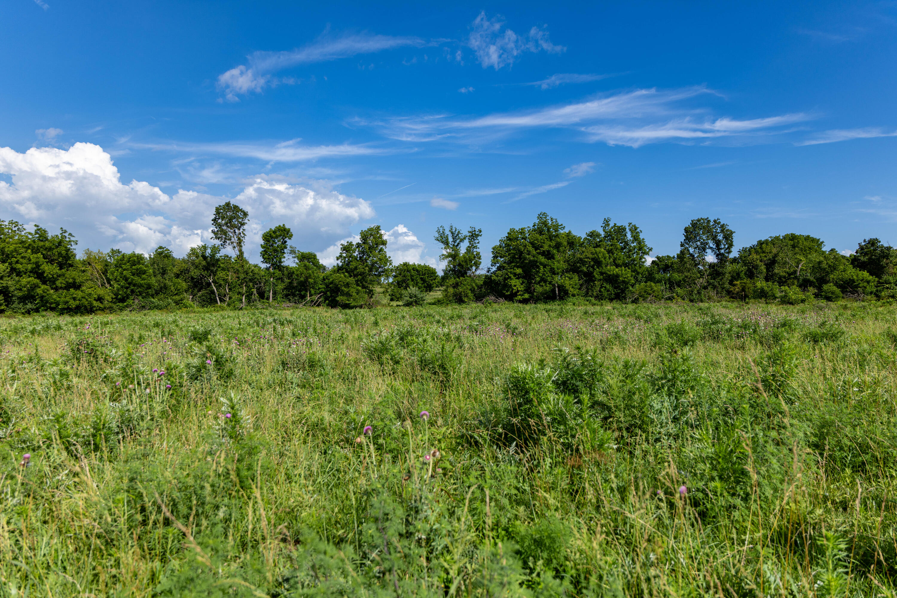 Photo 6 - Land for sale – 16406  Lawrence 2240   Verona, MO