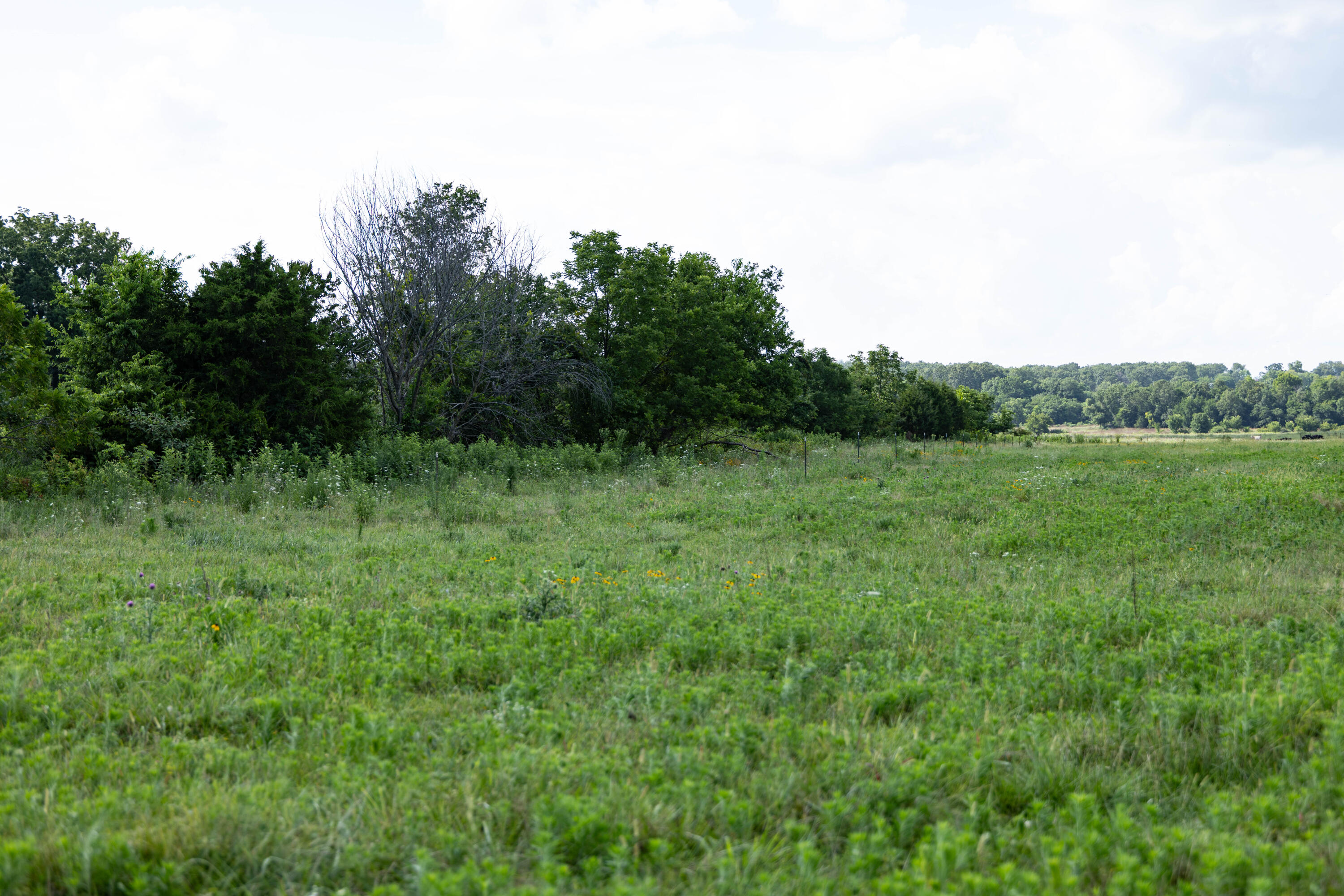 Photo 19 - Land for sale – 16406  Lawrence 2240   Verona, MO