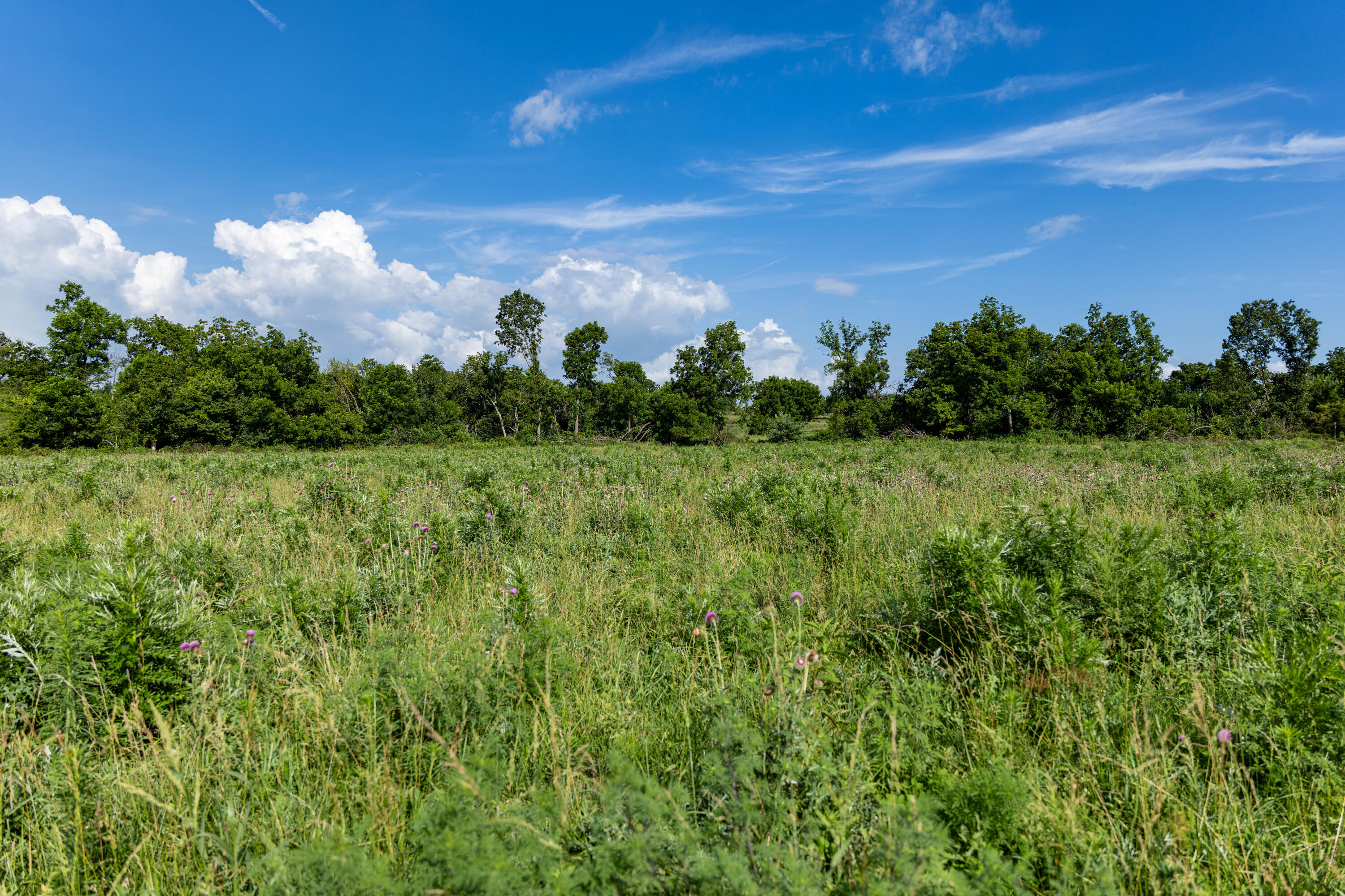 Photo 4 - Land for sale – 16406  Lawrence 2240   Verona, MO