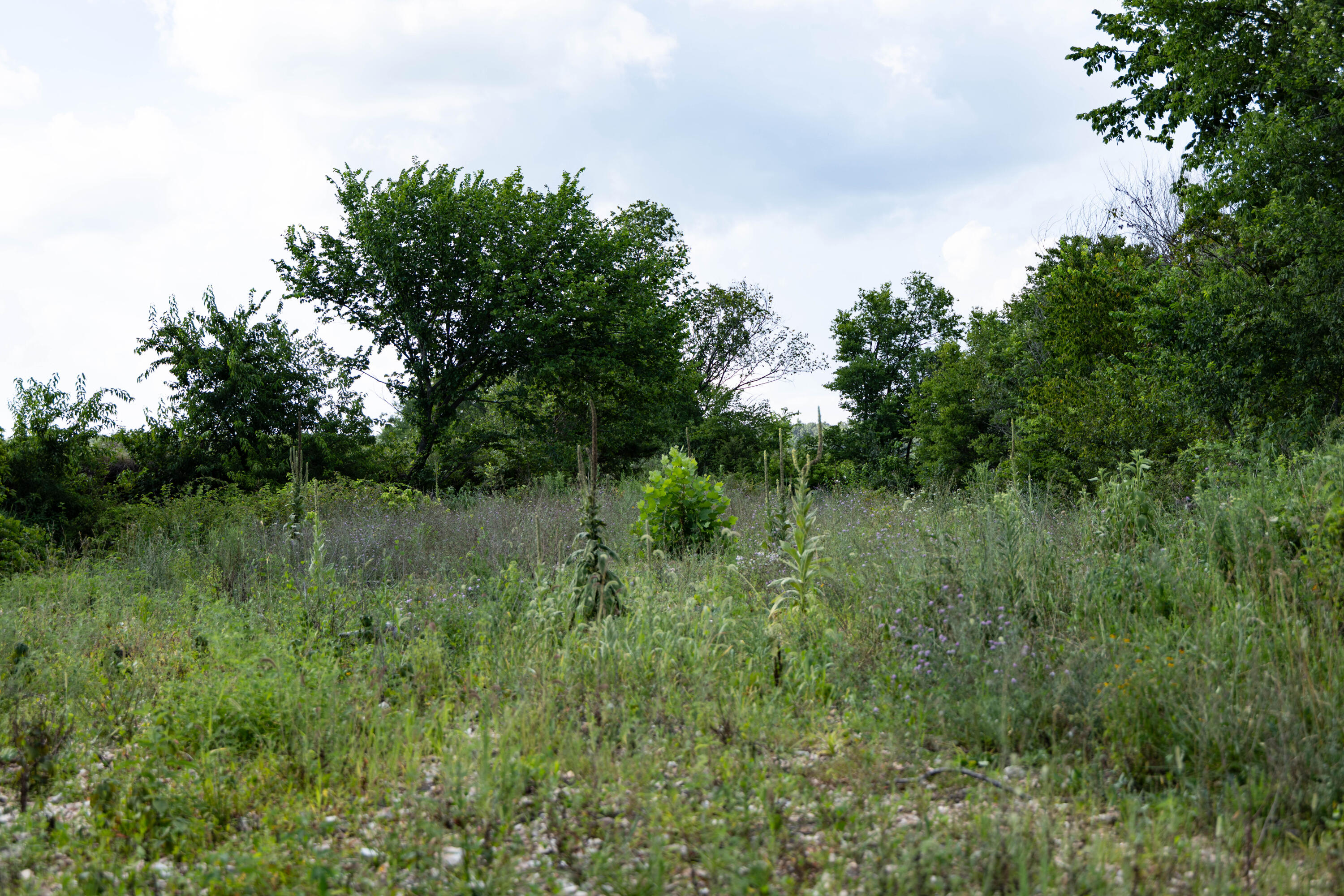 Photo 15 - Land for sale – 16406  Lawrence 2240   Verona, MO