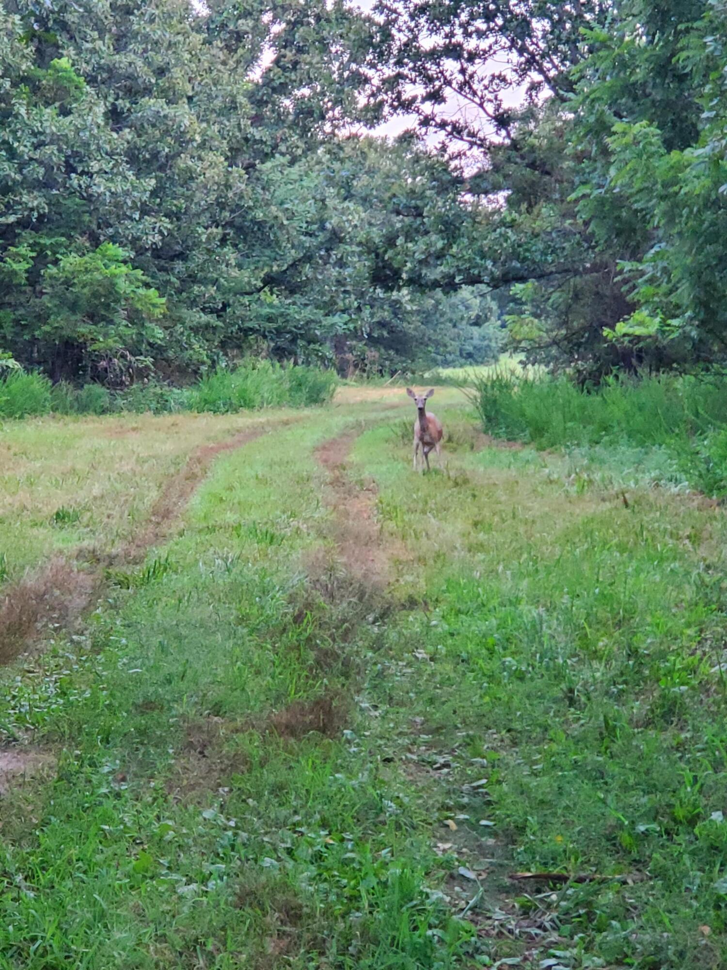 Photo 24 - Land for sale – 000  County Rd 2100   Mt Vernon, MO