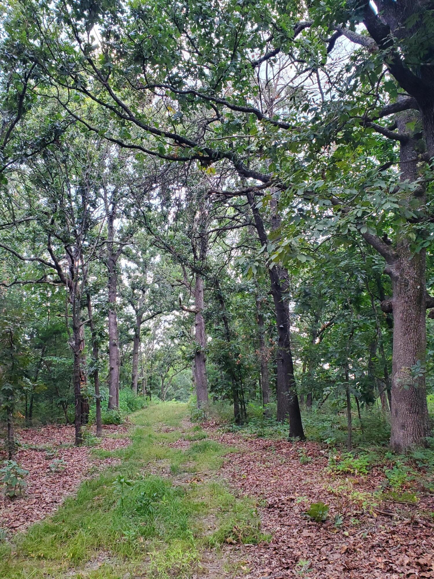 Photo 22 - Land for sale – 000  County Rd 2100   Mt Vernon, MO
